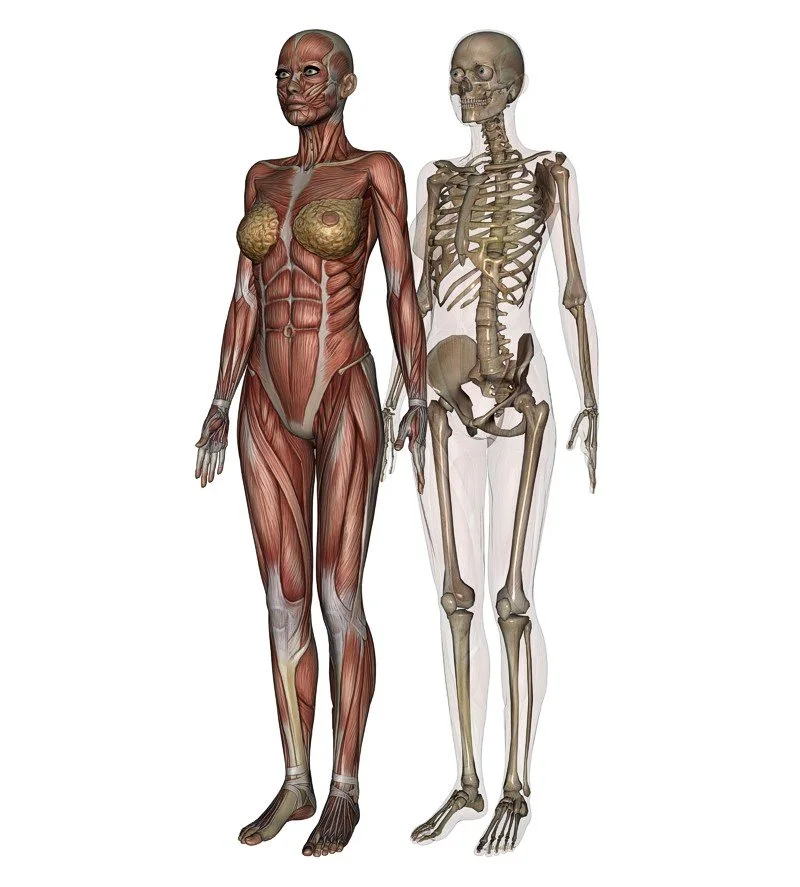 3d-illustr_musculoskeletal-system.jpg