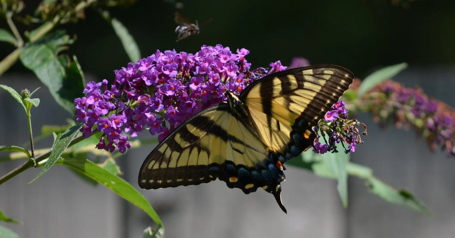 nl_butterfly-bee_butterflybush.jpg