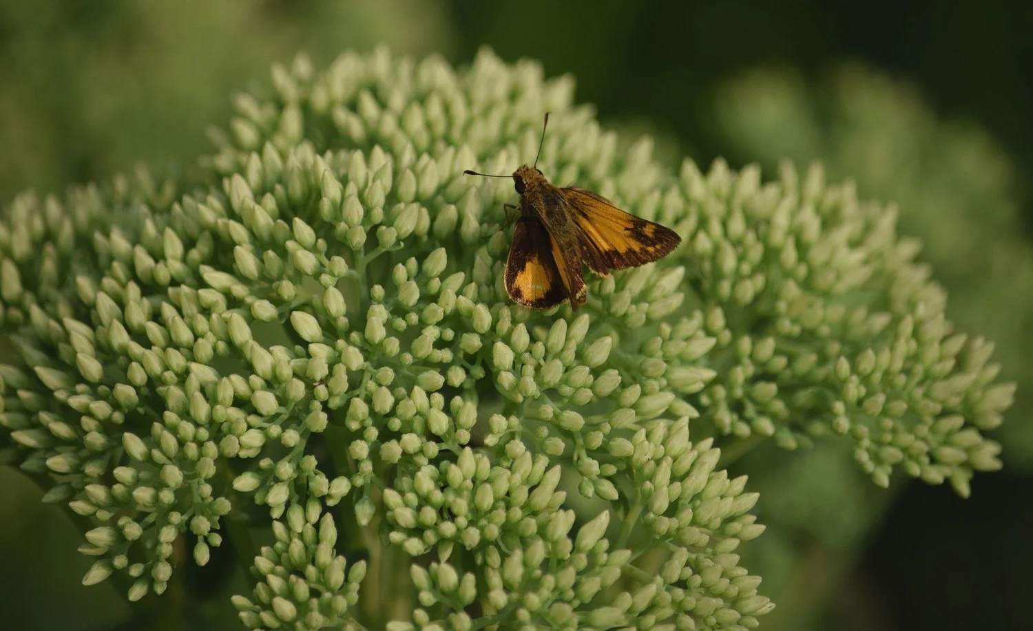 nl_mothonsedum_08-2018.jpg
