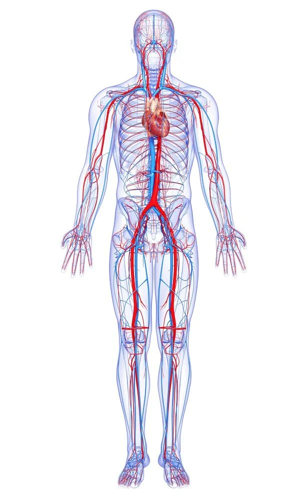 illustr_cardiovascular-system.jpg