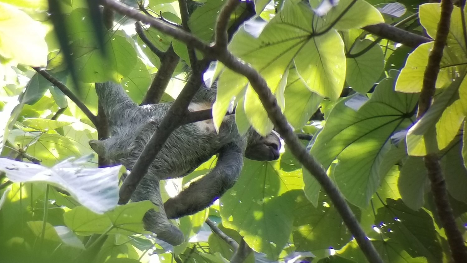 nl_sloth-costarica.jpg