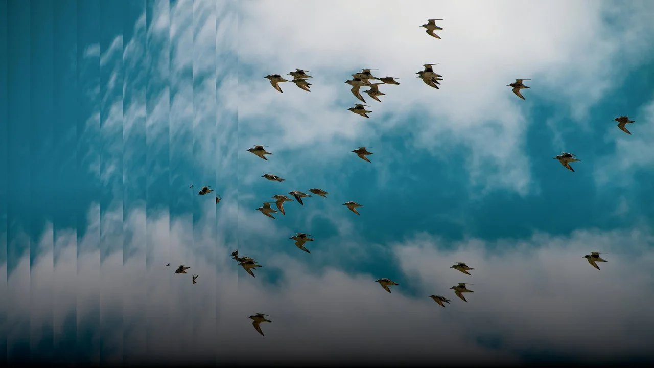 Guarneri Hall: For the Birds: Music of Olivier Messiaen