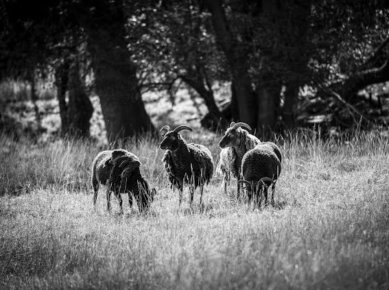IMG_3036.jpeg
