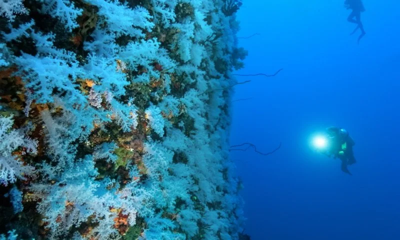 An underwater scene showing a coral wall on the left with a diver holding a flashlight on the right.