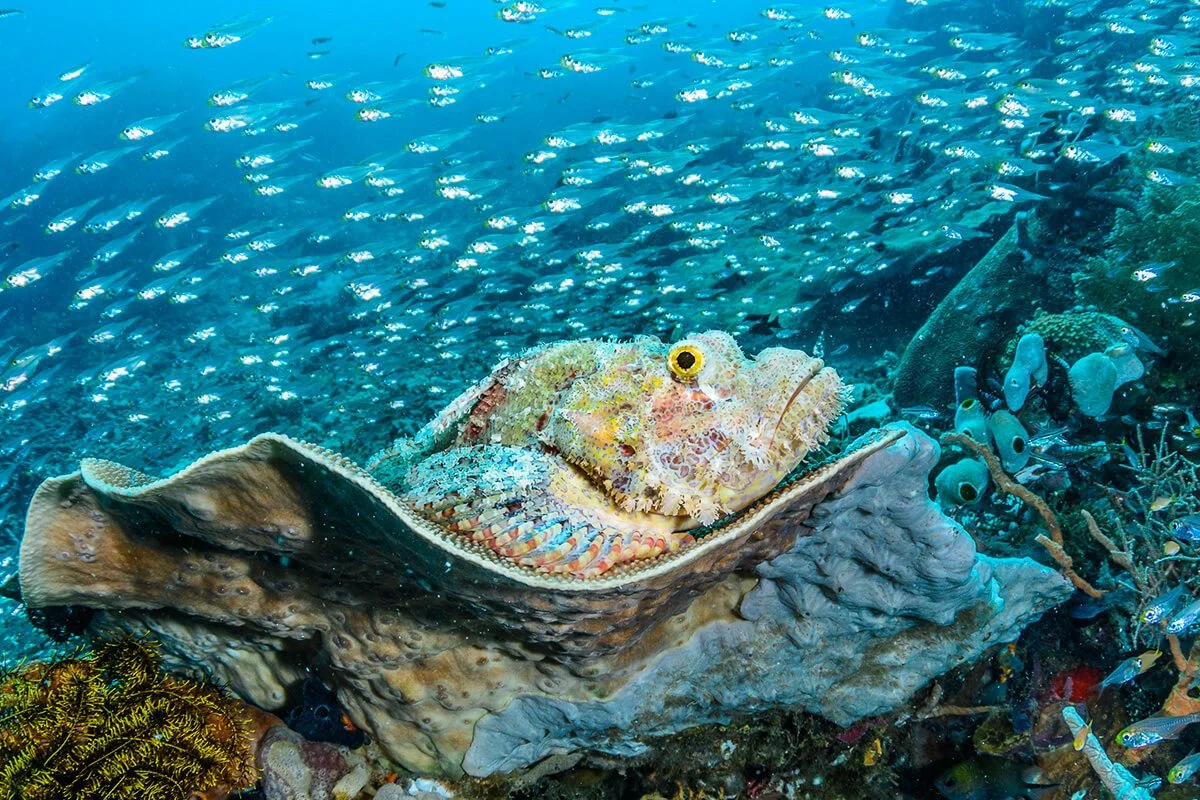 A camouflaged scorpionfish resting on a coral reef surrounded by various colorful fish with an open clam shell nearby.