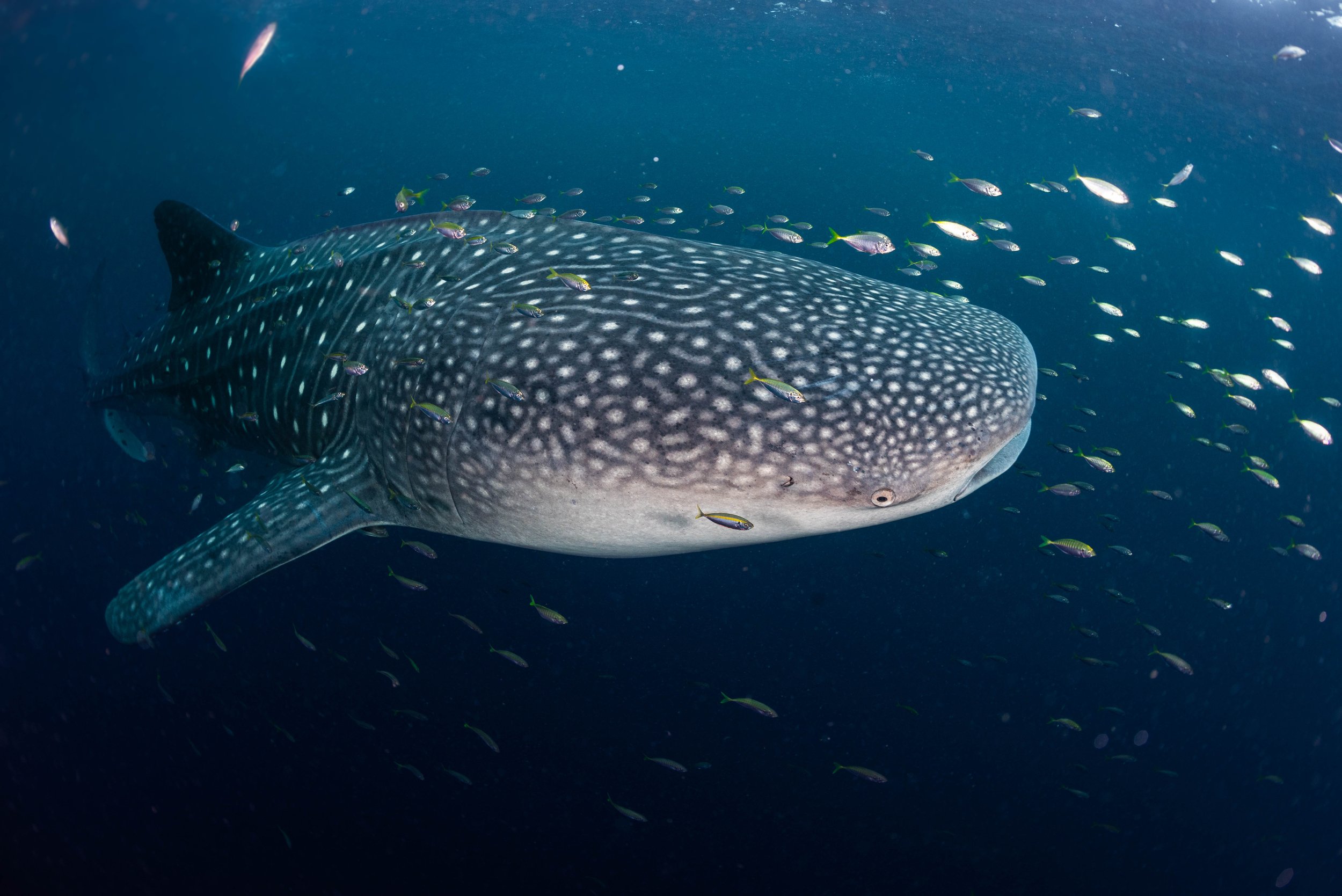 A large whale shark swimming underwater surrounded by a school of small fish.