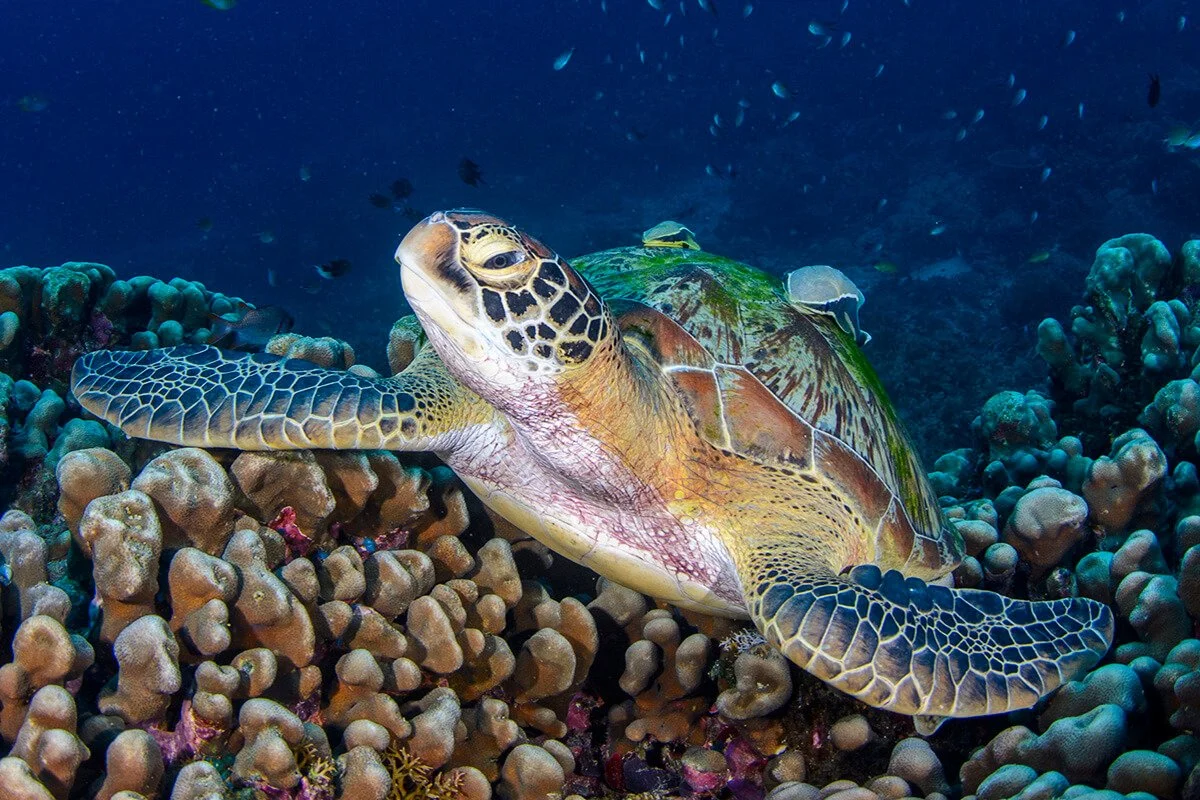 A sea turtle swimming near coral reef, with multiple small fish in the background.