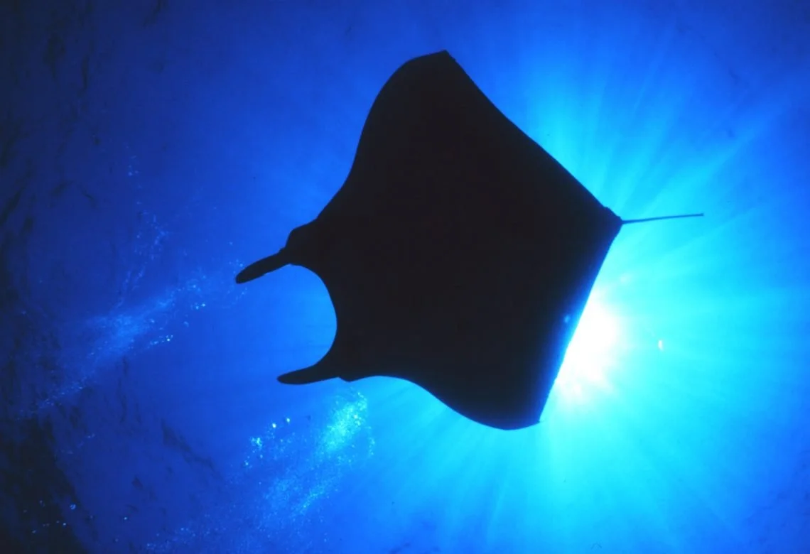 A silhouetted manta ray swimming underwater with sunlight filtering through the water.