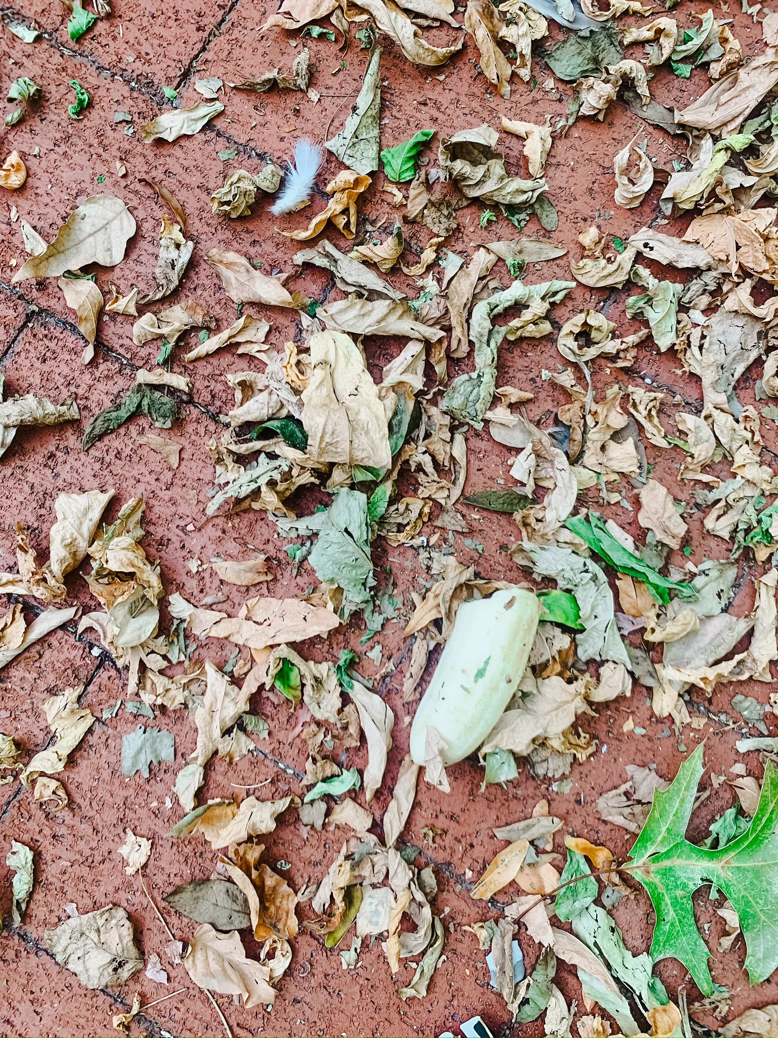 CuriousFind-2.jpg
