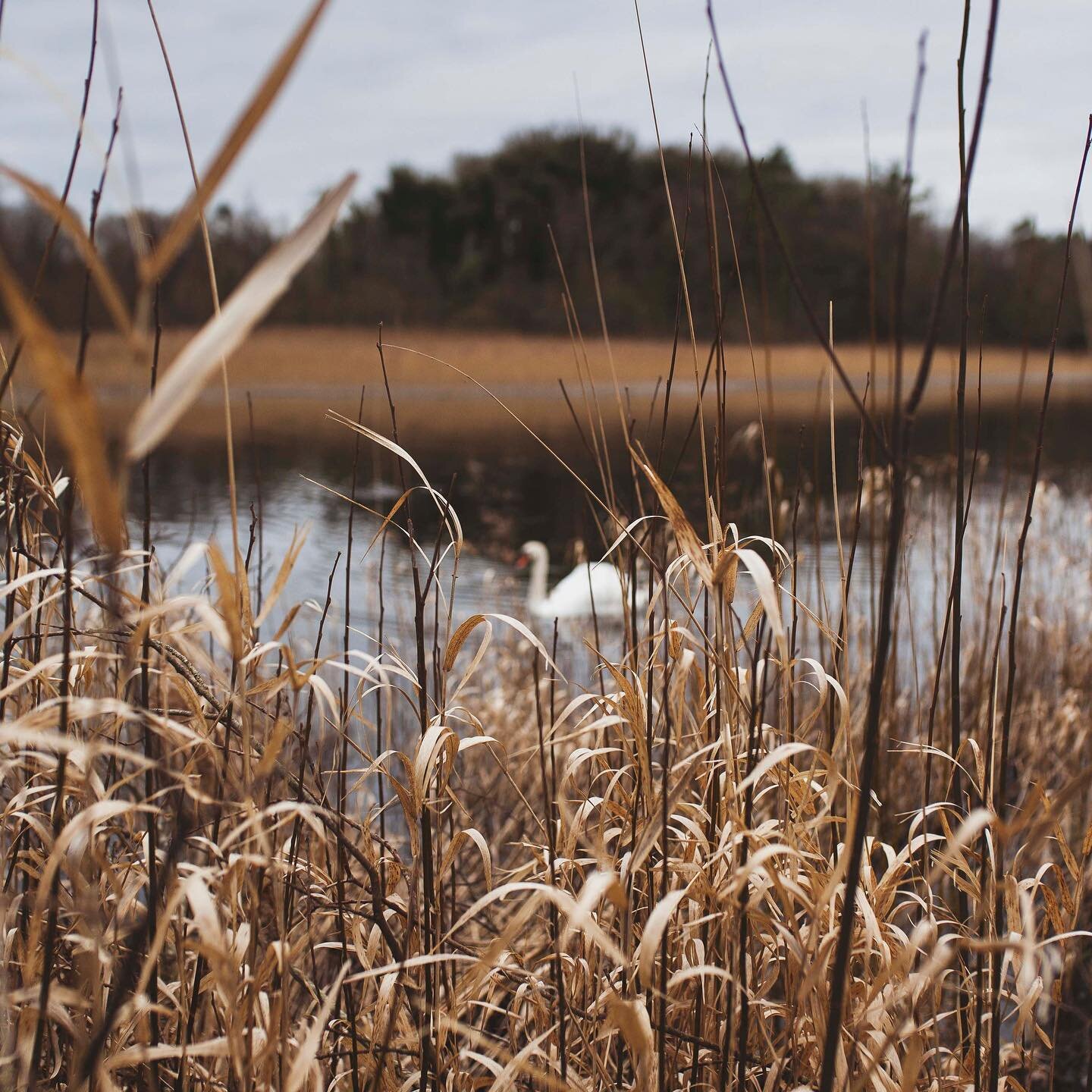 Lough Ennell is host to an array of wildlife. Follow up your sauna with a jump in the lake and make a friend! 

#loughennell #wildswimmingireland #wildswimming #saunaanddip #saunalife #visitwestmeath #visitmullingar