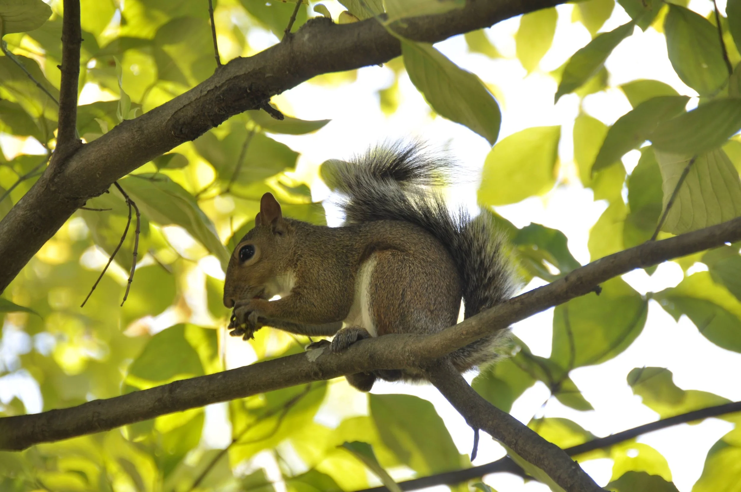 Copy of _DSC0354.JPG