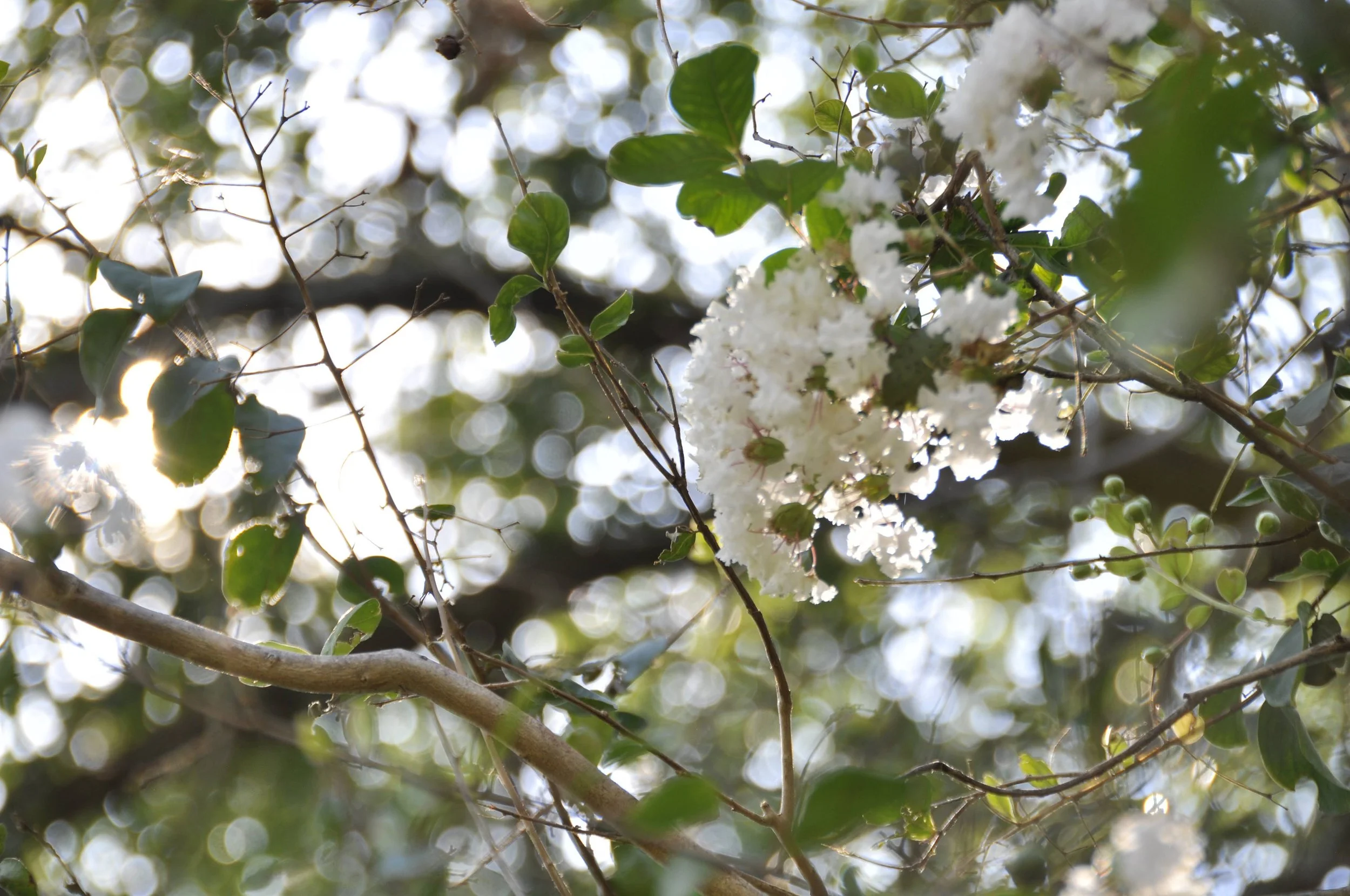 Copy of _DSC0522.JPG