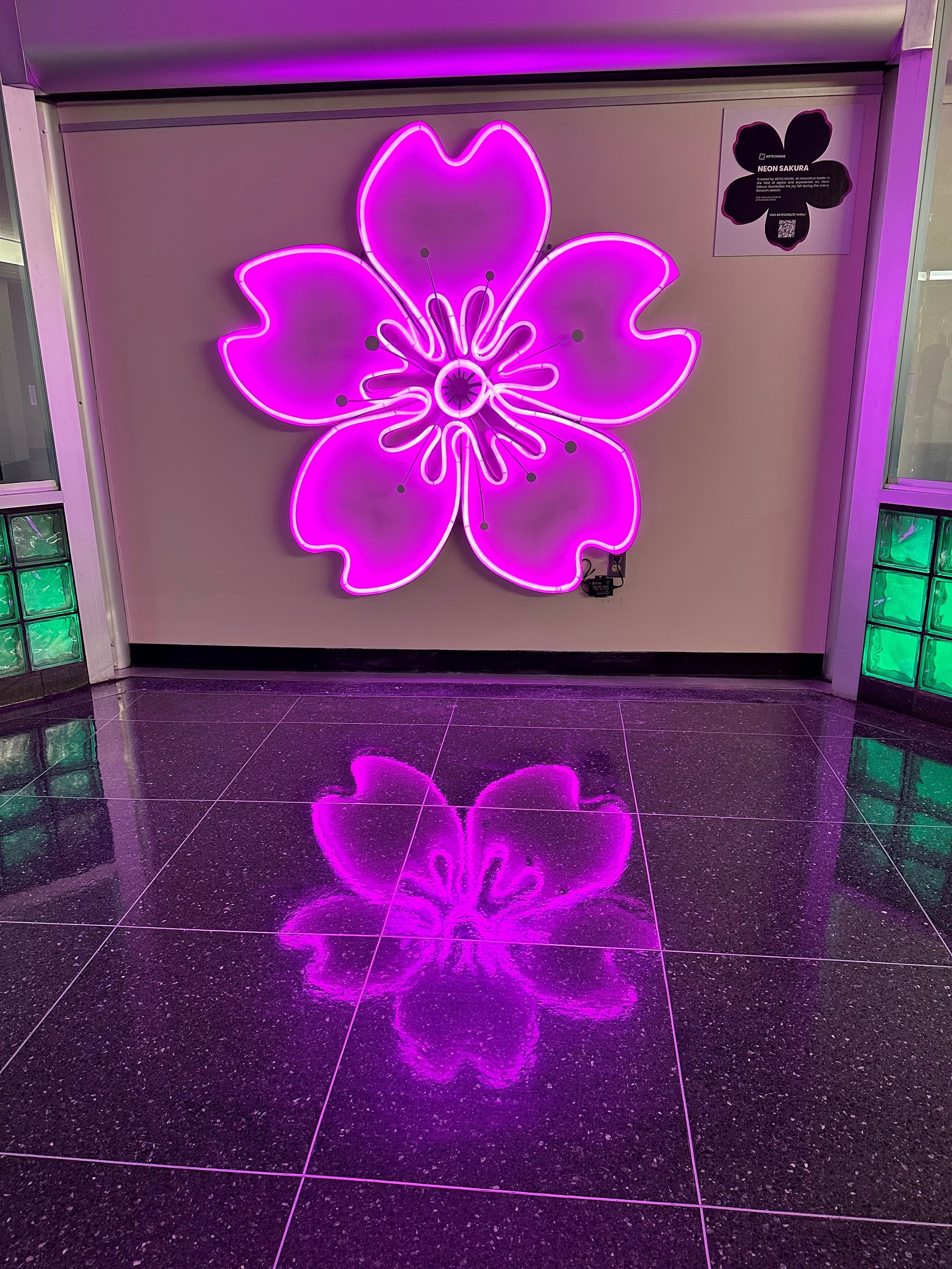 Cherry Blossom 1.jpg