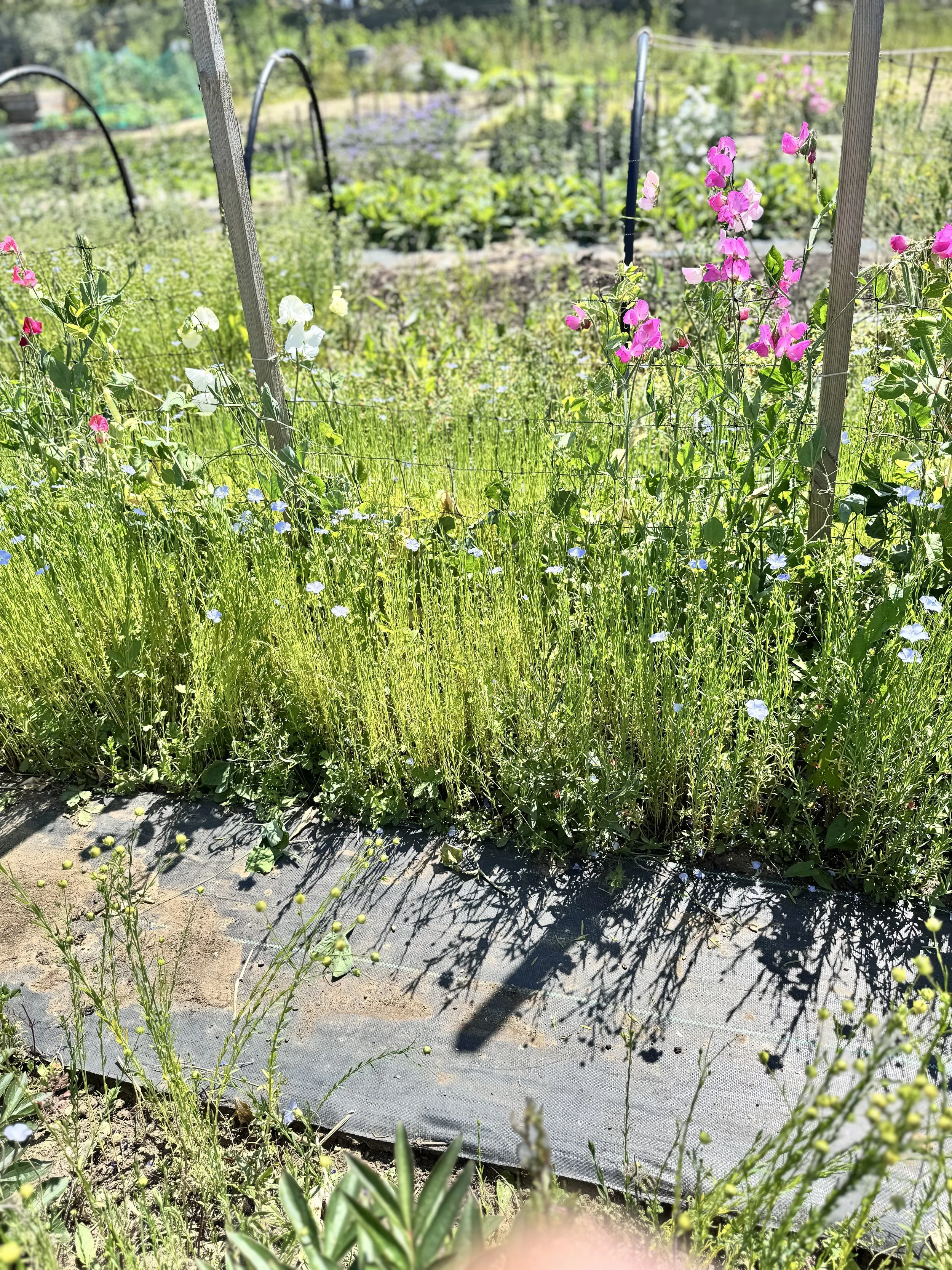 pink sweet peas climbing up jute netting