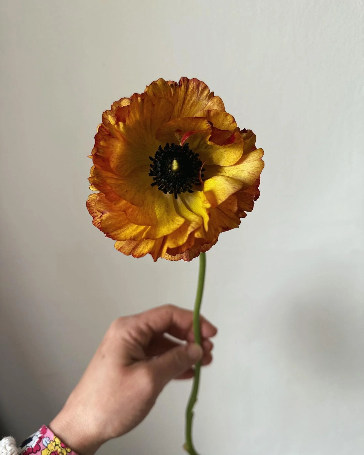 These warm spring days we are having are lovely for lots of plants but not for the ranunculus (pictured here). They prefer the cooler temperatures (I looked after them all winter, even brushing snow off them at one point) which means that they are st