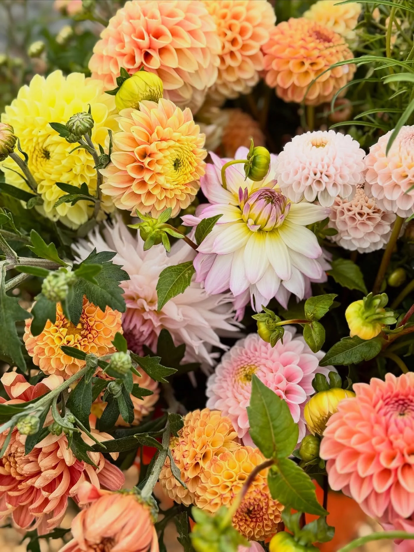 This mornings flower harvest 💐😍

Remember that this Friday-Sunday is the LAST time that the Flower Stand will be open until the Spring