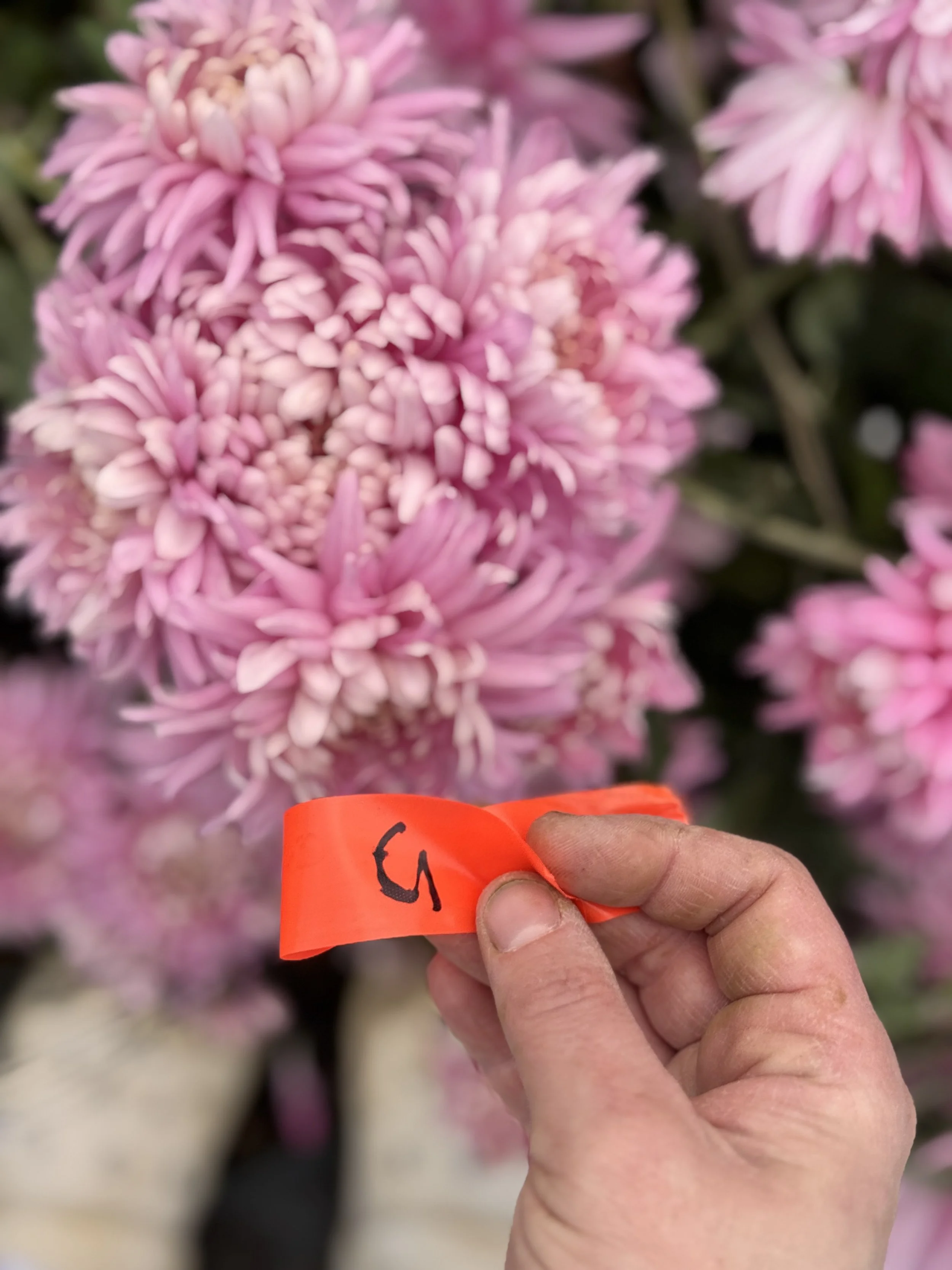 Behind the Scenes After the Last Bouquet