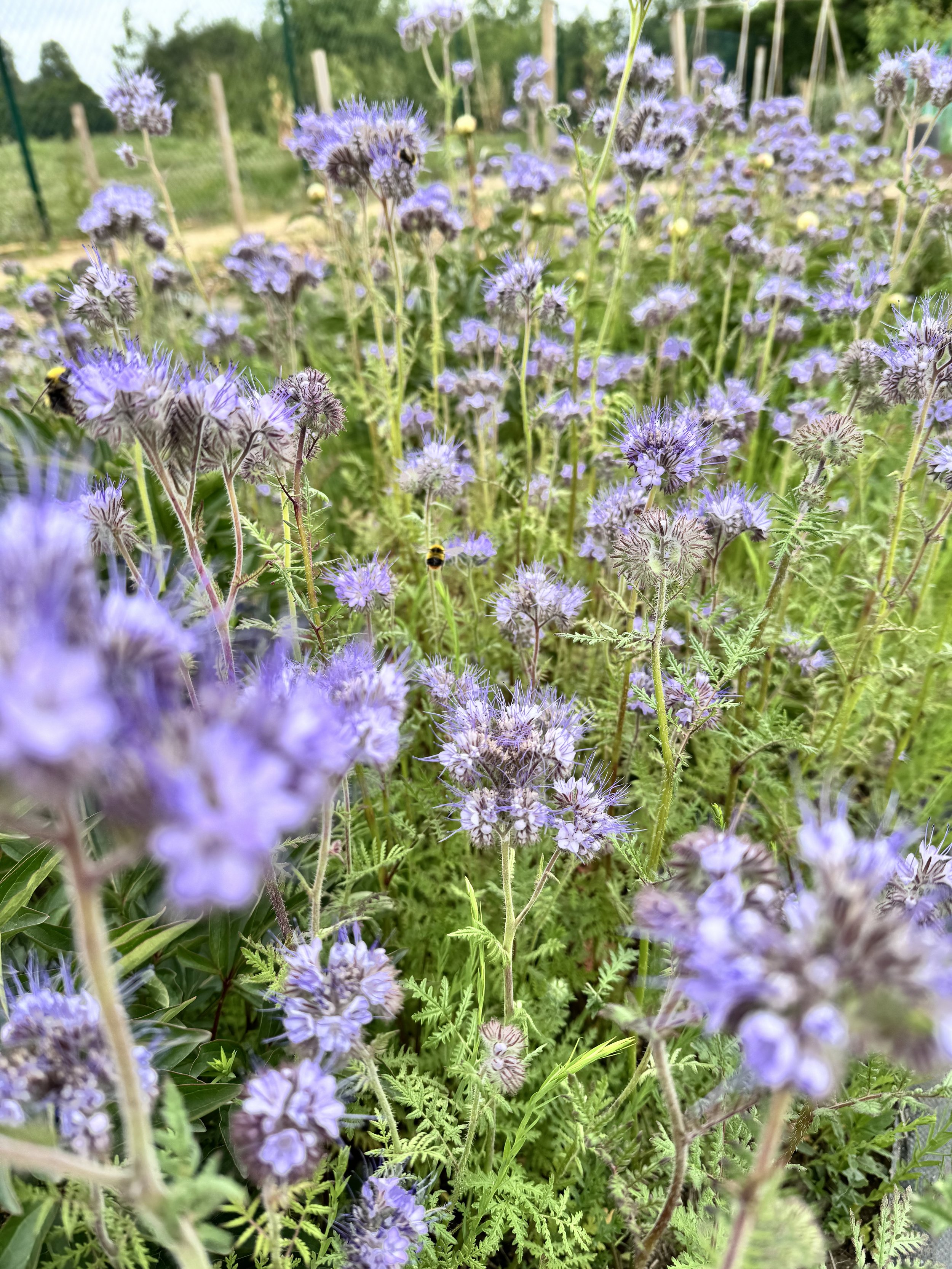 Why I Use Cover Crops on My Flower Farm (and Why I’ll Never Use Rye Again)
