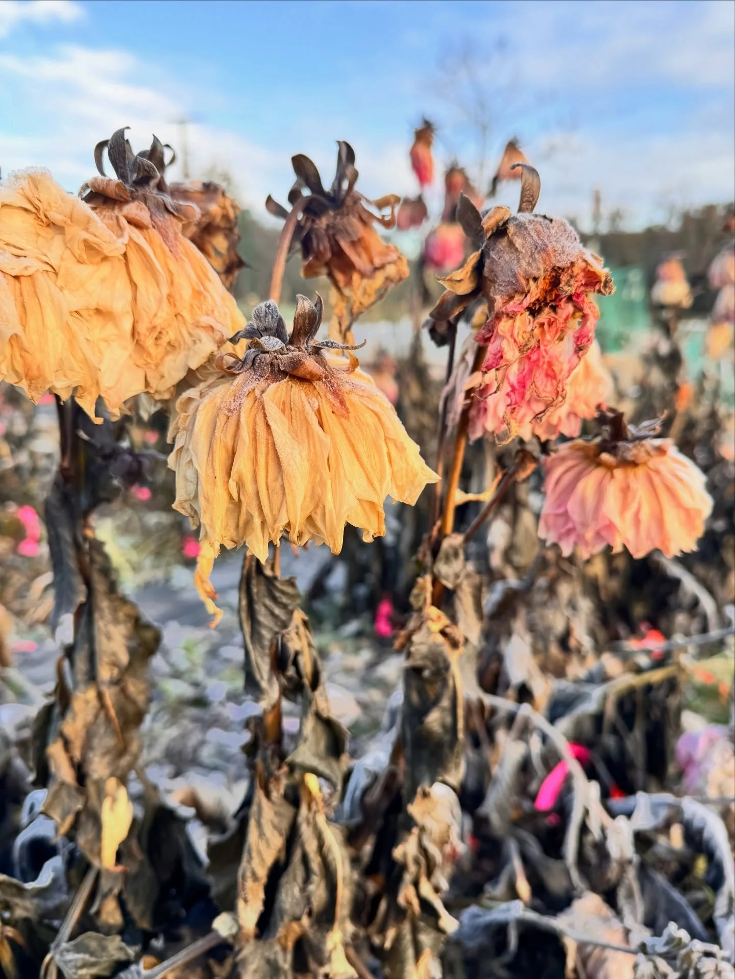 The farm may be frosty, but it&rsquo;s magical. Today is the big dahlia digging day. Wish me luck!