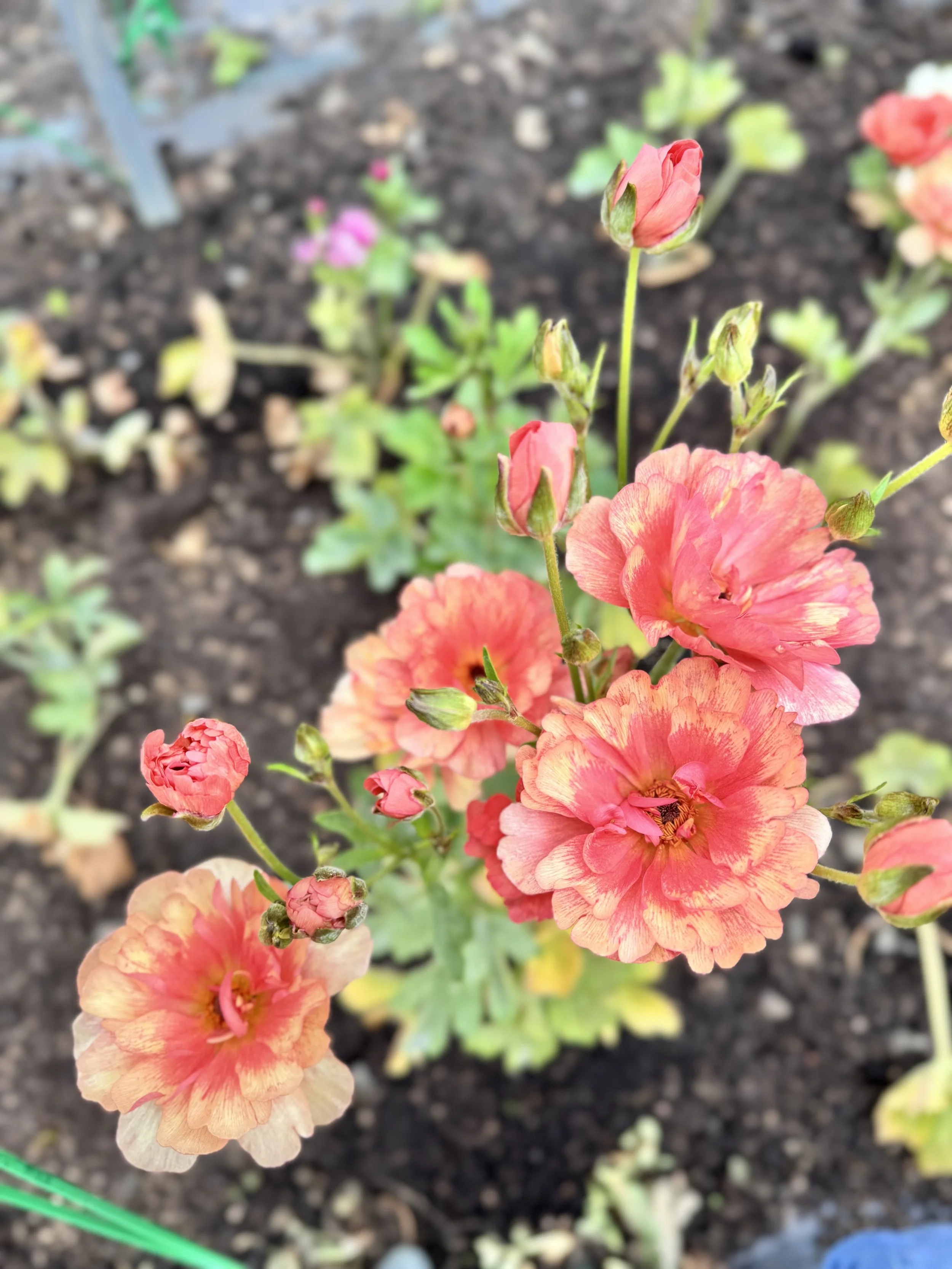 Why seasonal flowers matter