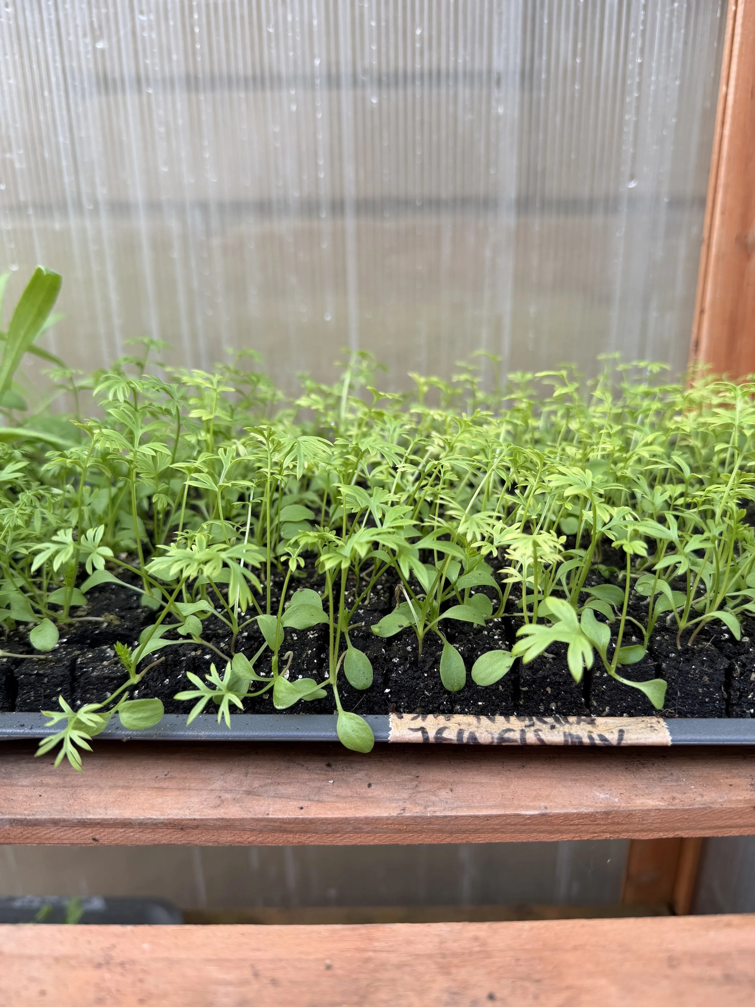 The Quiet Work of a Flower Farm in February