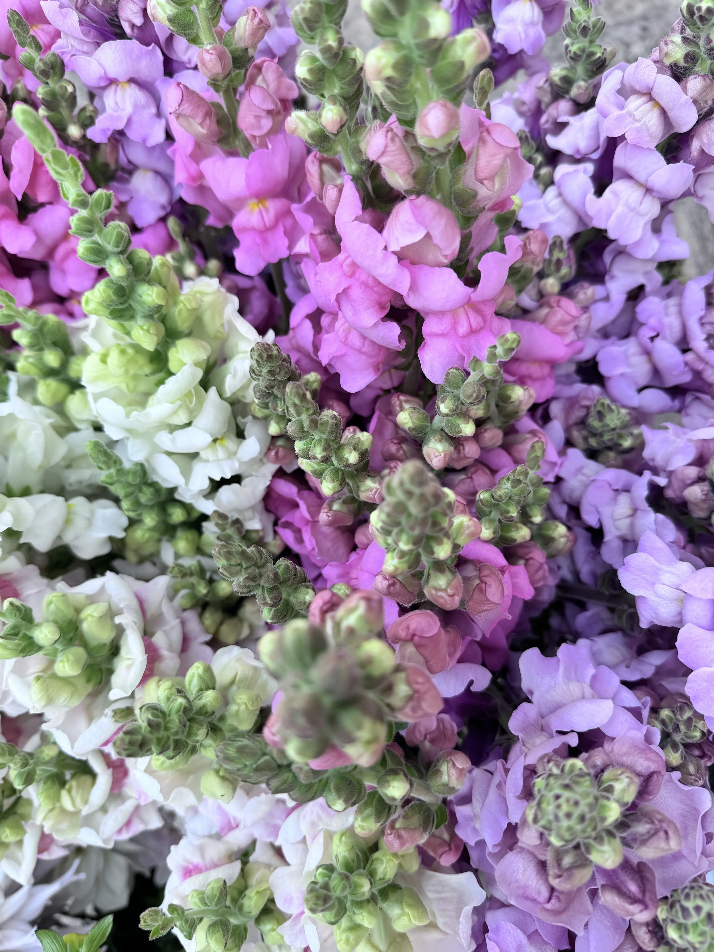 7 Flowers I Can’t Stop Growing on My Flower Farm