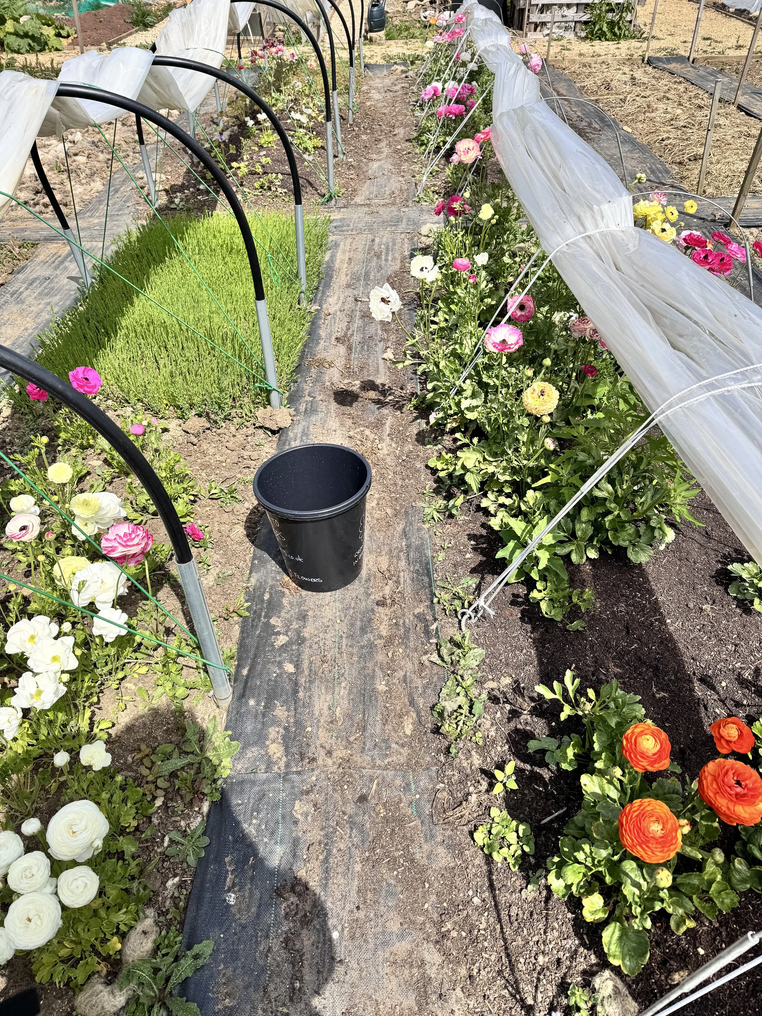 Early Spring Blooms: What’s Coming from Locally Grown Flowers