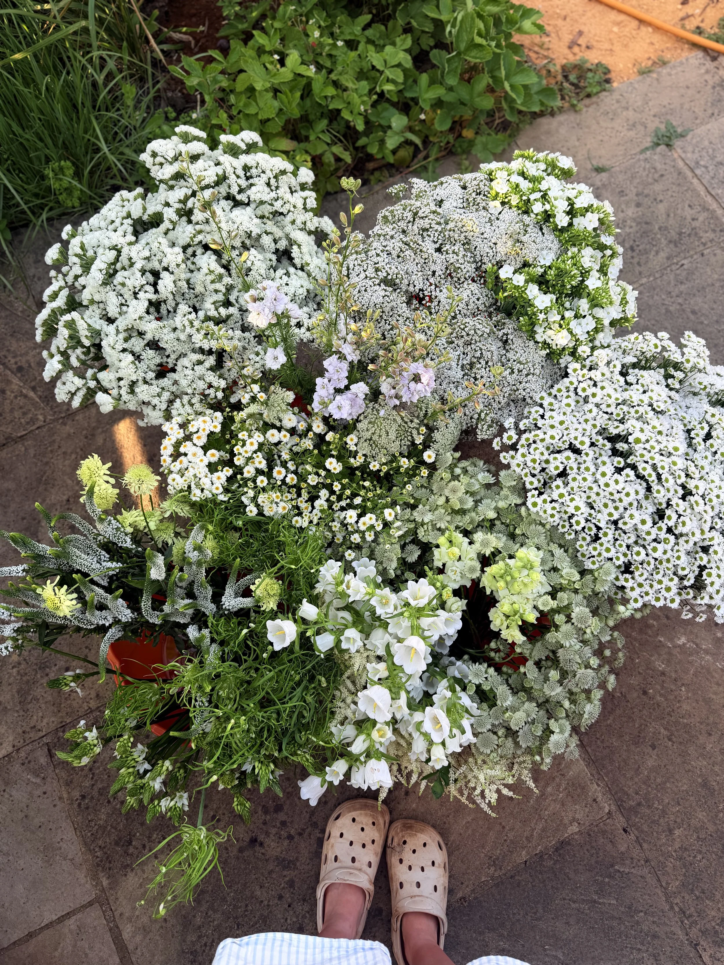 Can British Flowers Survive a Heatwave?