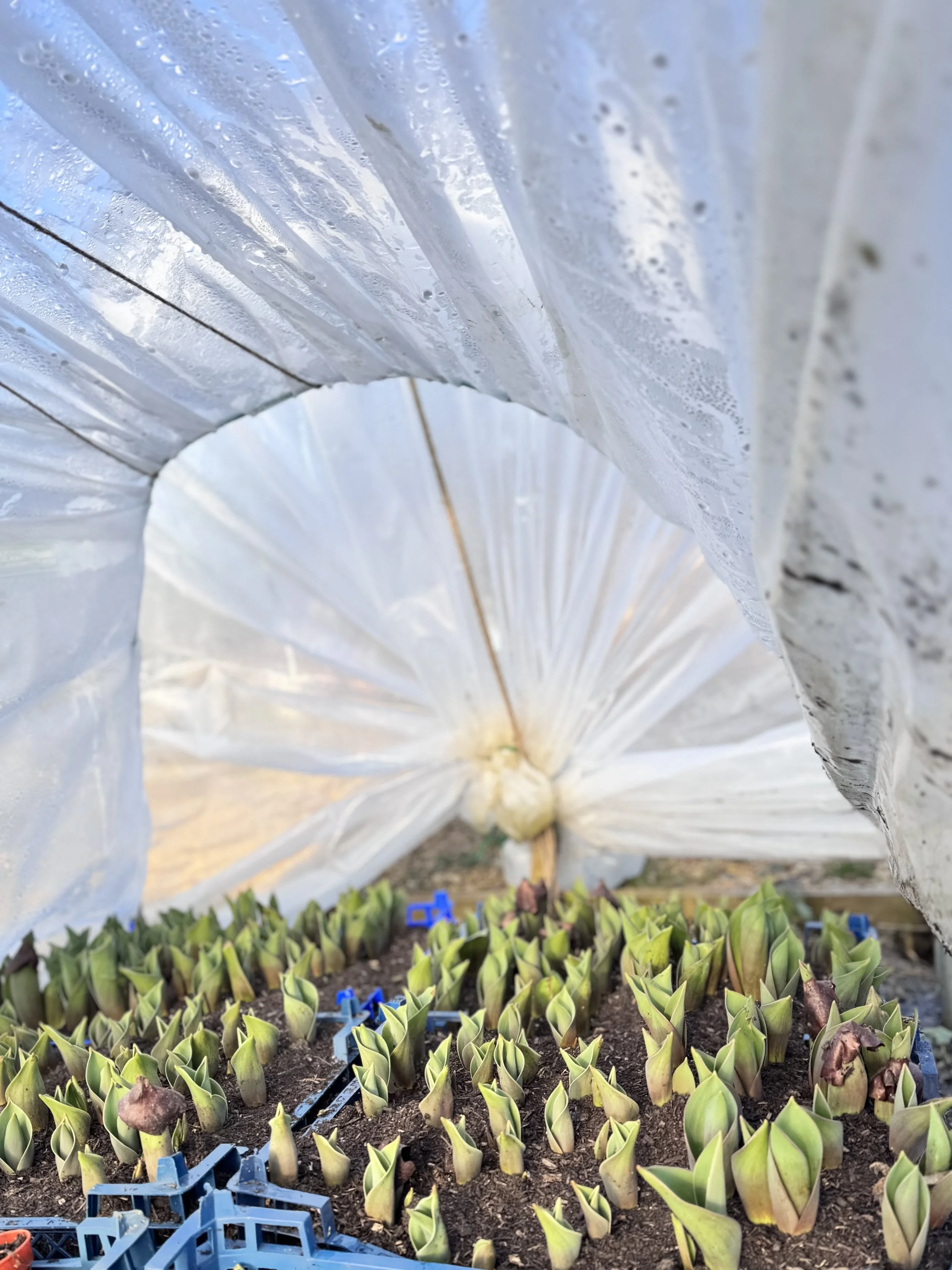 tulips growing outdoors in tunnels before being bought inside and encouraged to flower