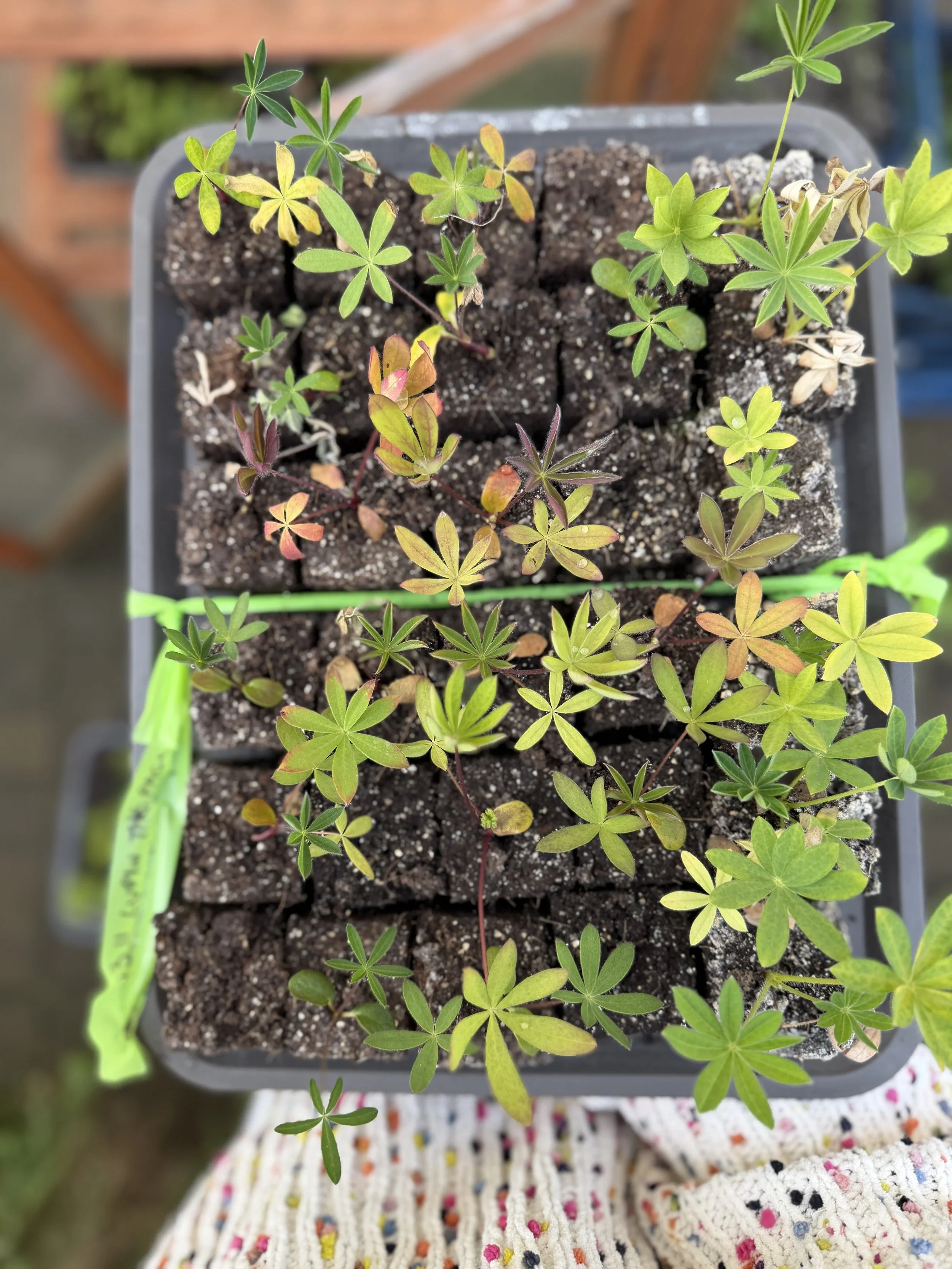 Larkspur in Bradford on Avon