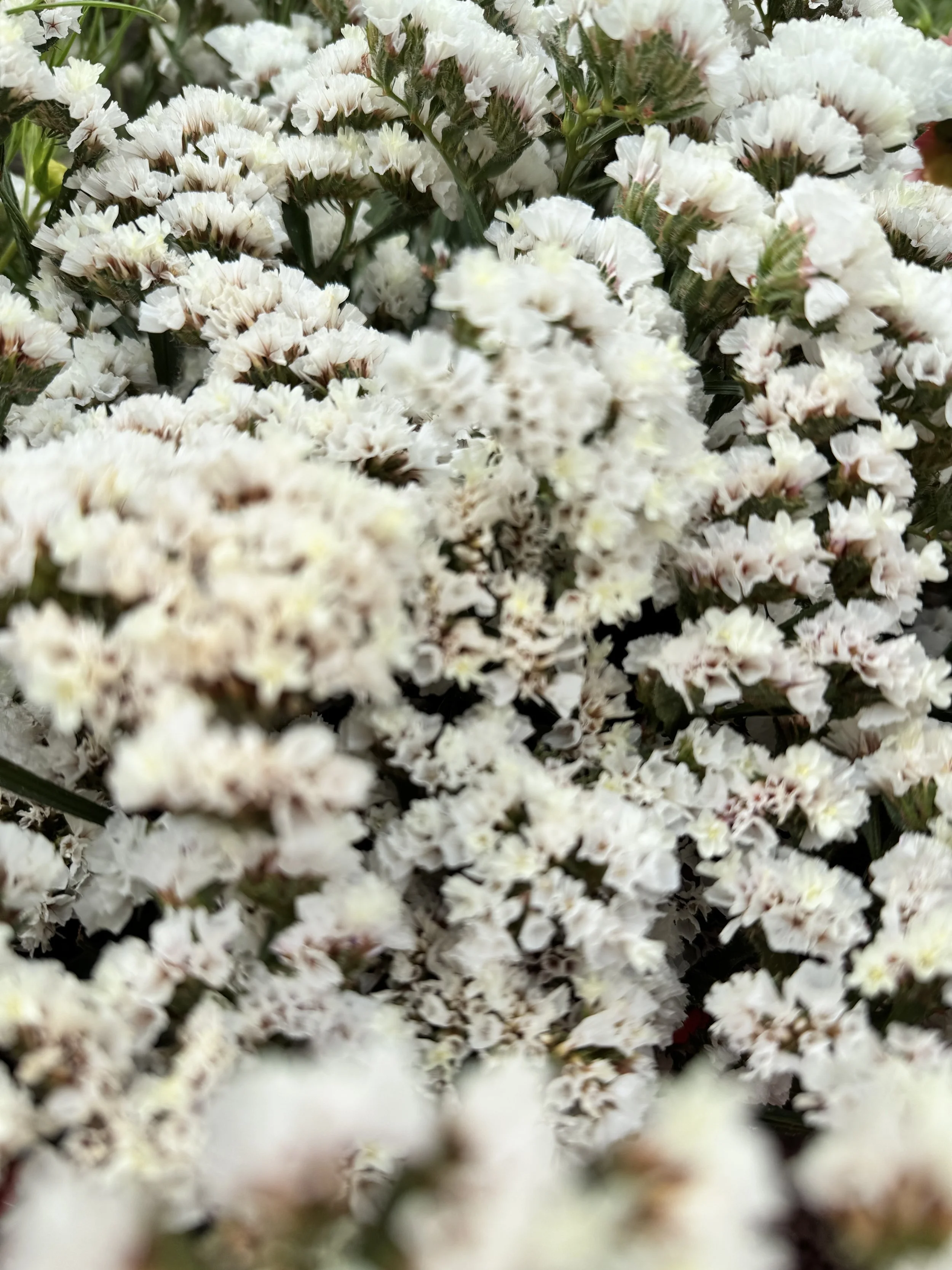 white wedding flowers in Wiltshire
