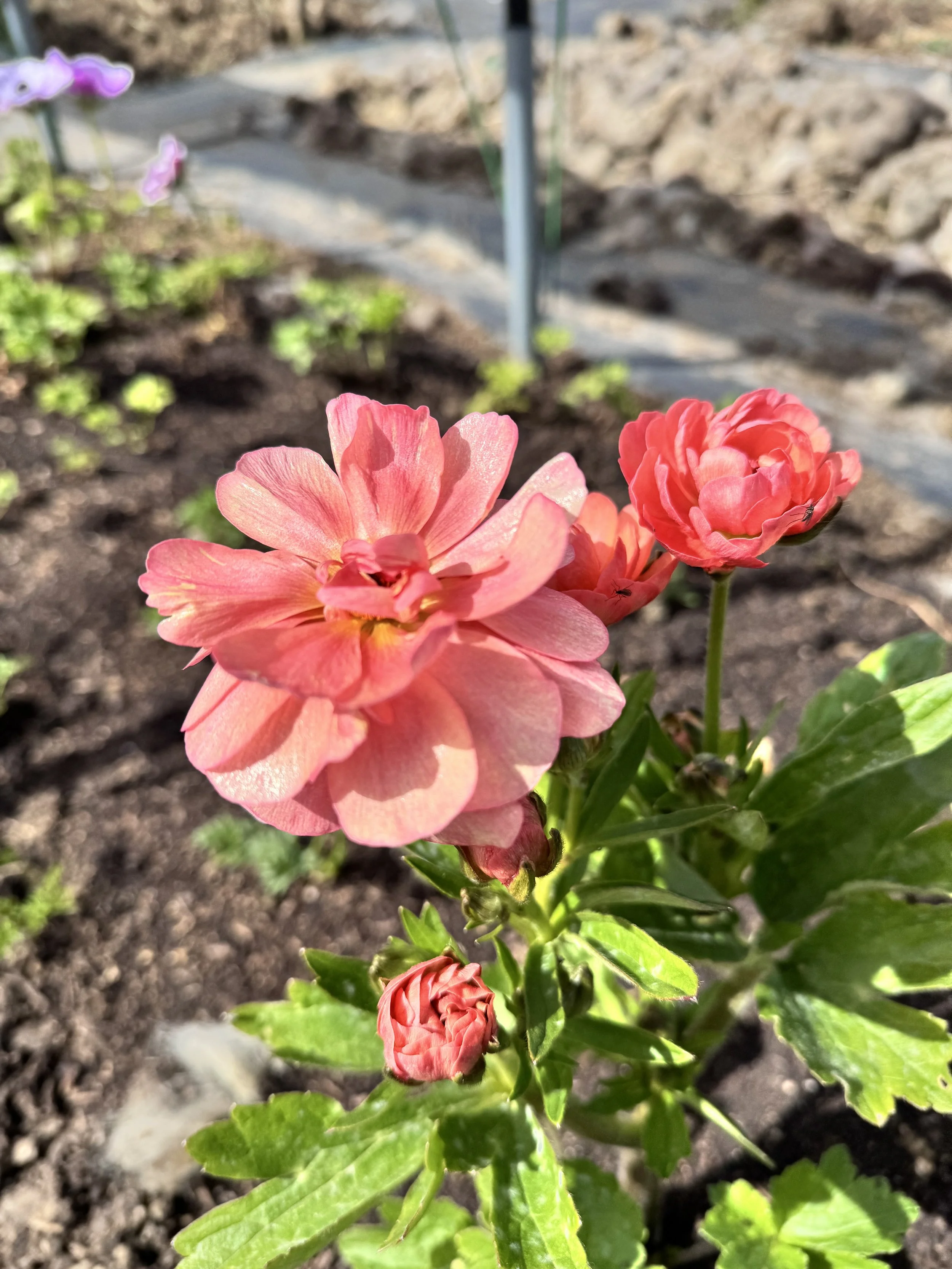 ranunculus grown on a small flower farm in Bradford on avon