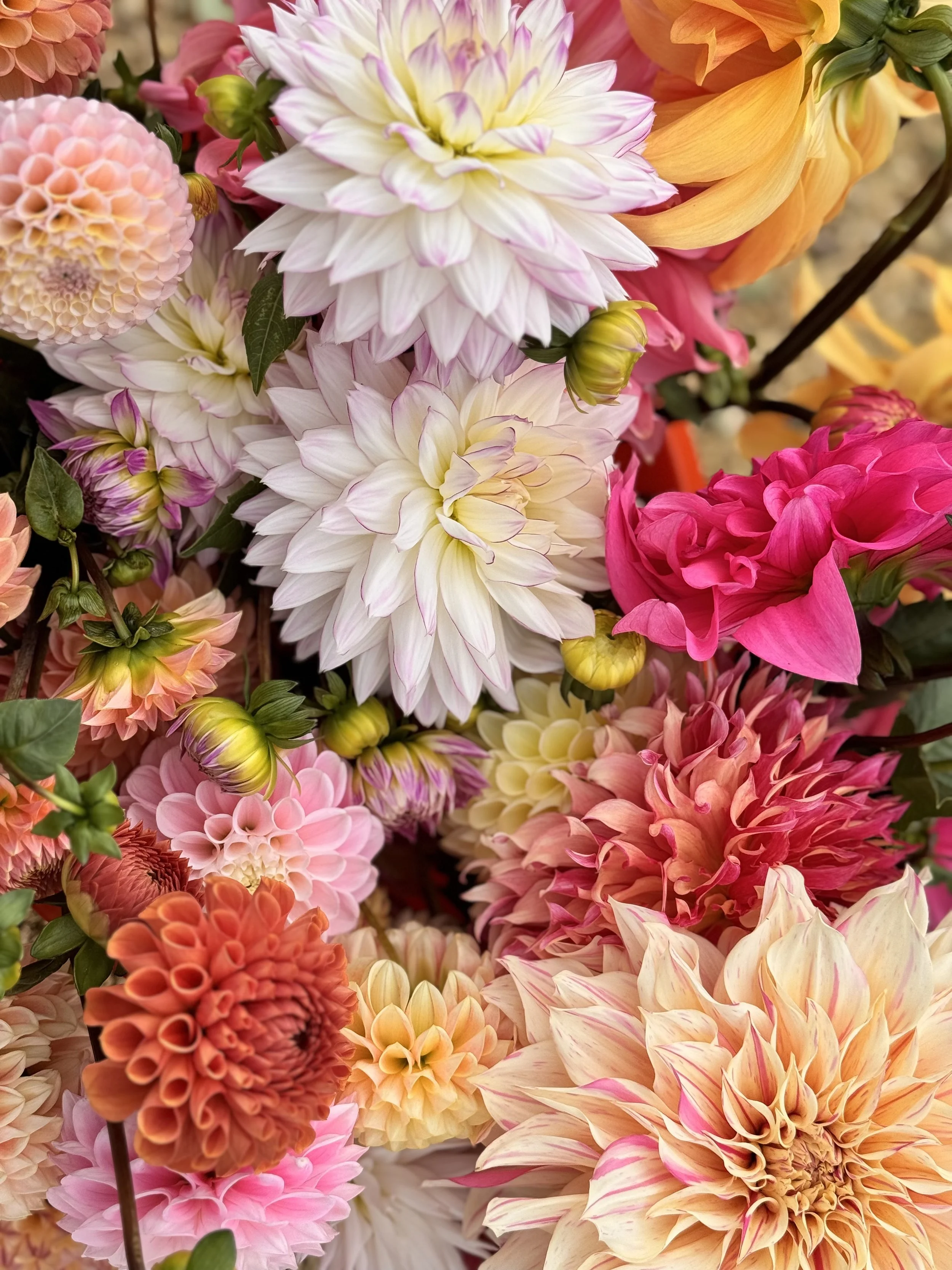 Eco-friendly wrapped bouquet from Cicely Flowers home subscription