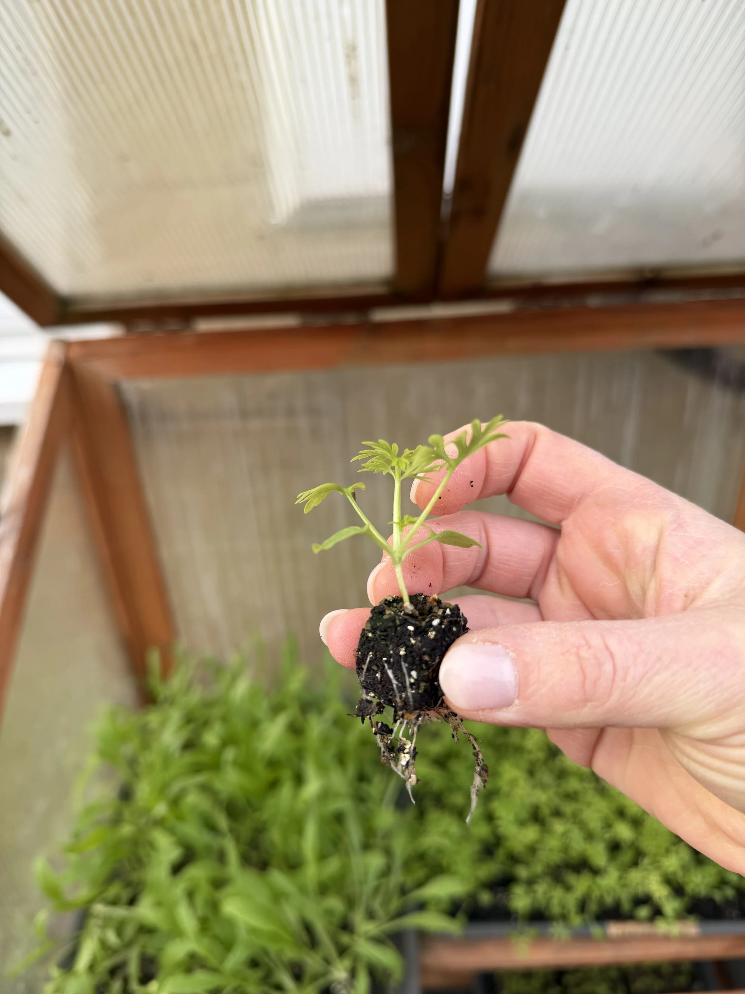 tiny Larkspur seedlings at Cicely flowers near bath