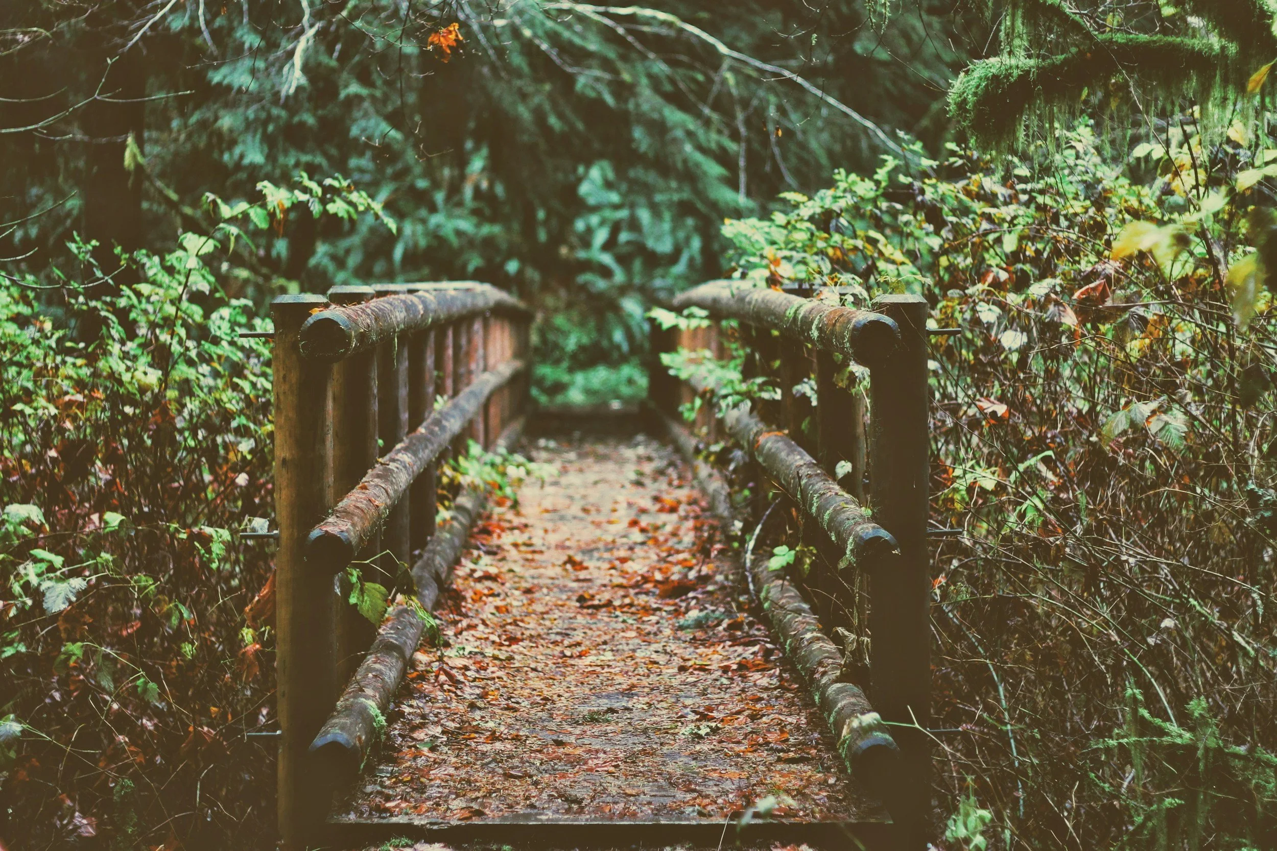 A wooden bridge over a forest trail covered with fallen leaves, surrounded by dense green foliage. Magniflora Psychotherapy in Bend, OR.