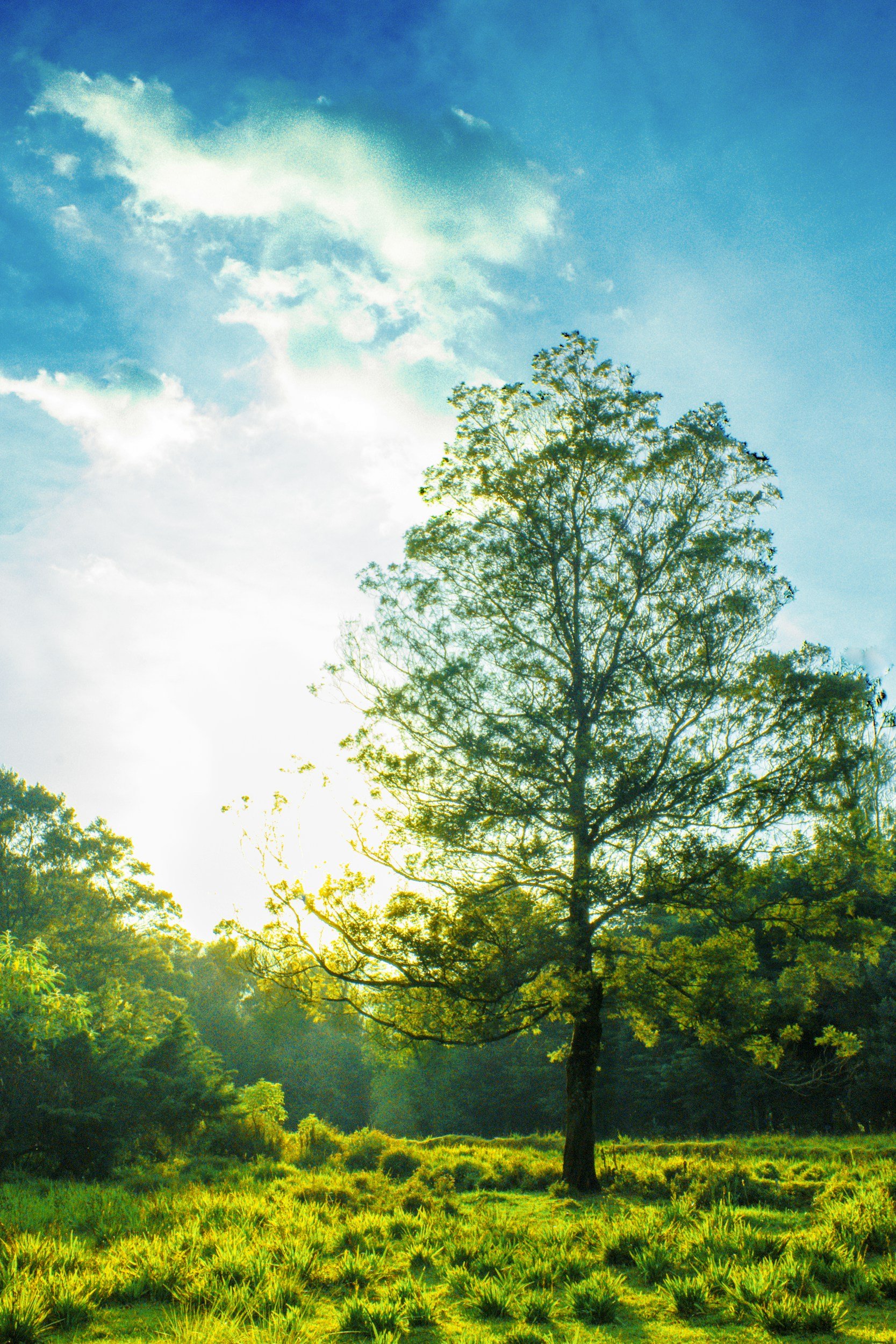 A tall tree in a grassy meadow with sunlight filtering through the leaves, set against a blue sky with some clouds. Magniflora Psychotherapy in Bend, OR.