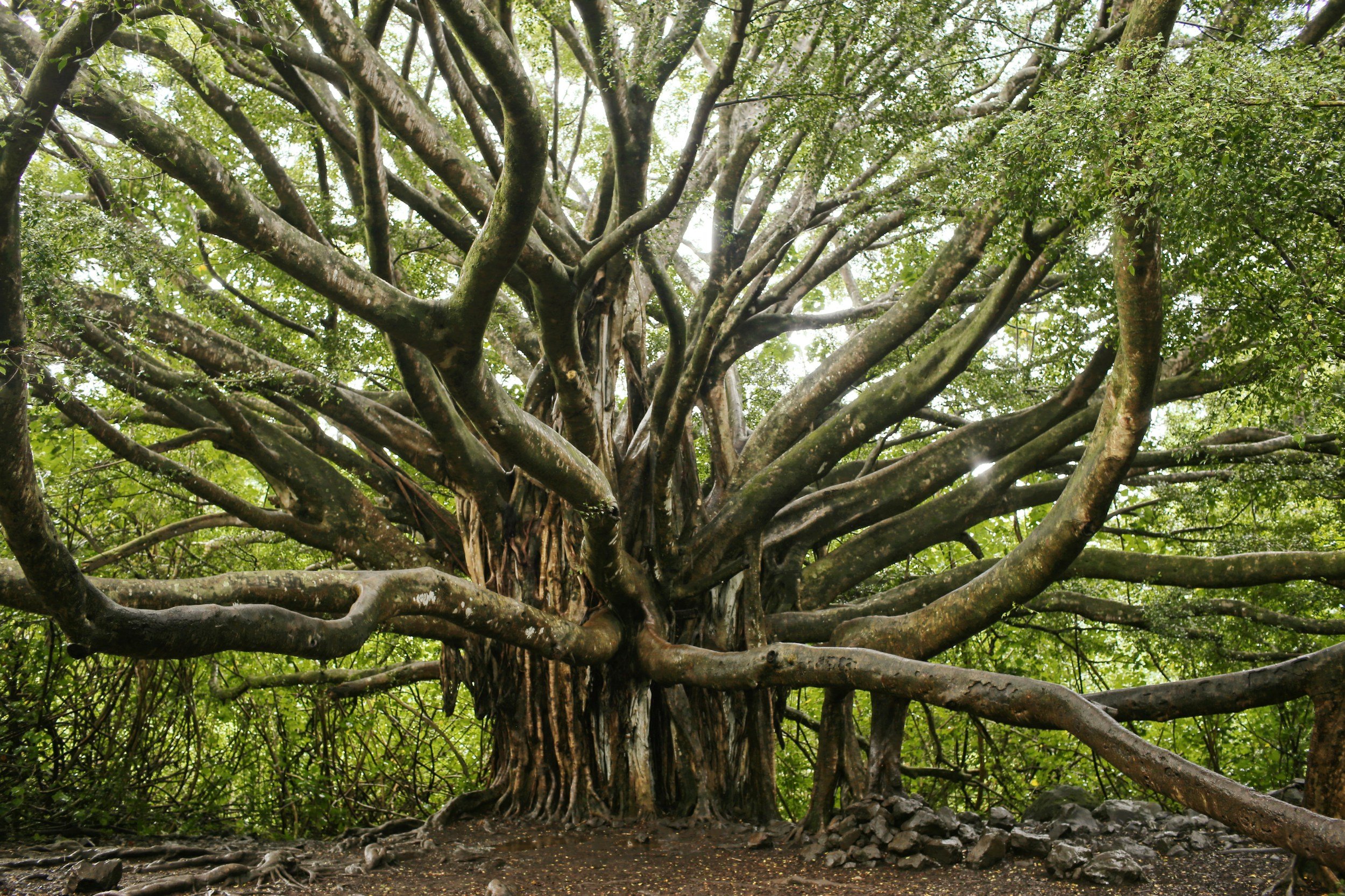 A large, ancient tree with numerous thick, intertwining branches extending outward and upward, surrounded by dense green foliage in a forest setting.