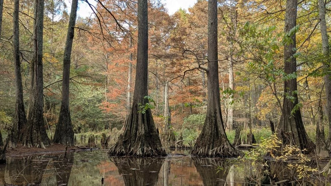 5 Lesser-Known Hikes 1 hour or less From Downtown Little Rock