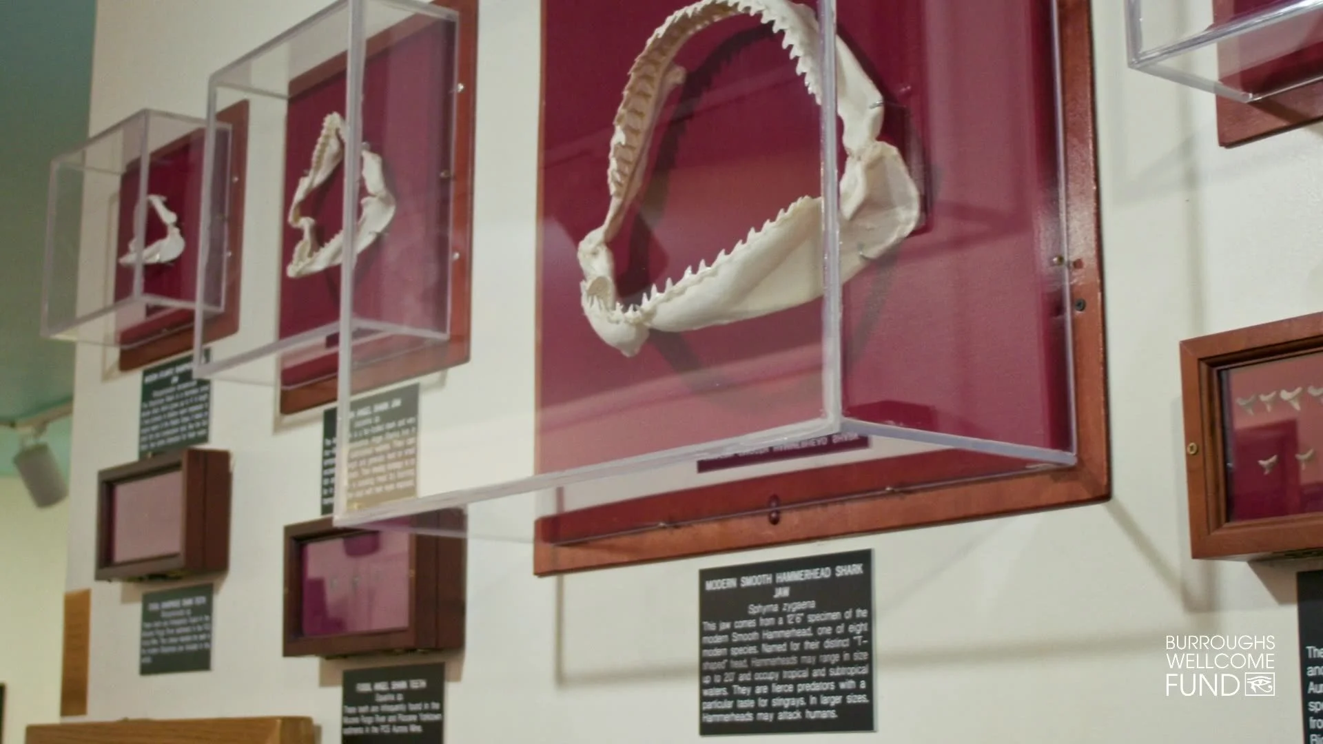 Aurora Fossil Museum