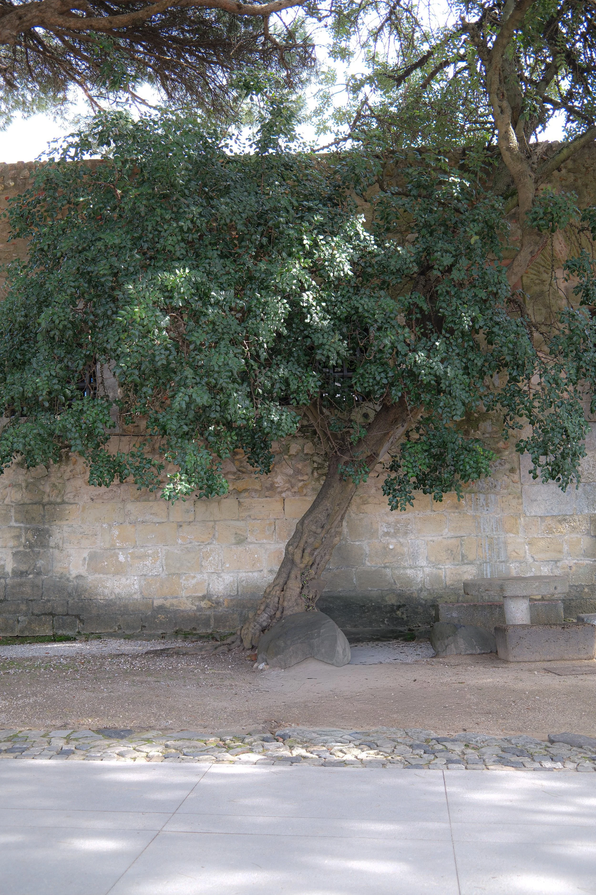 Where We Are Rooted Matters