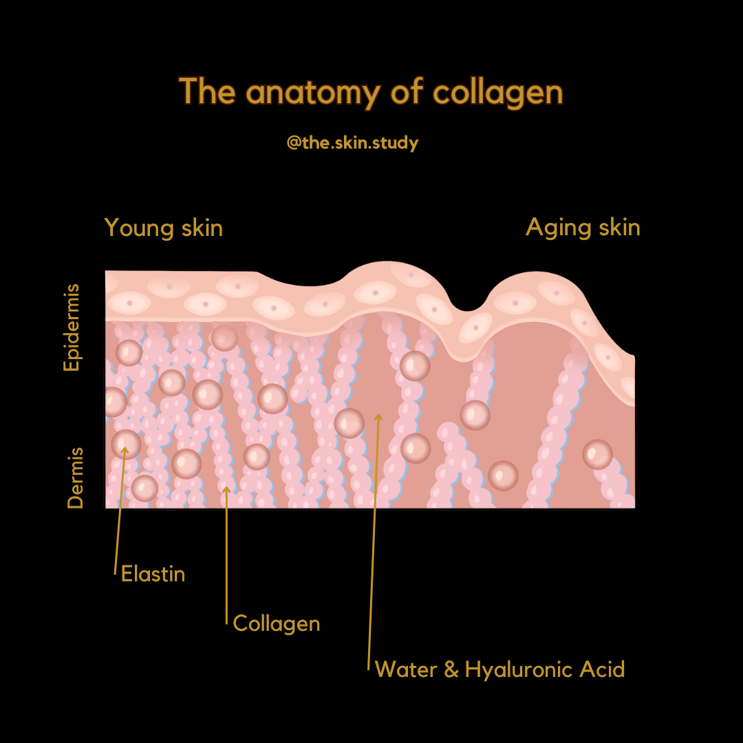The Anatomy Of Collagen — The Skin Study