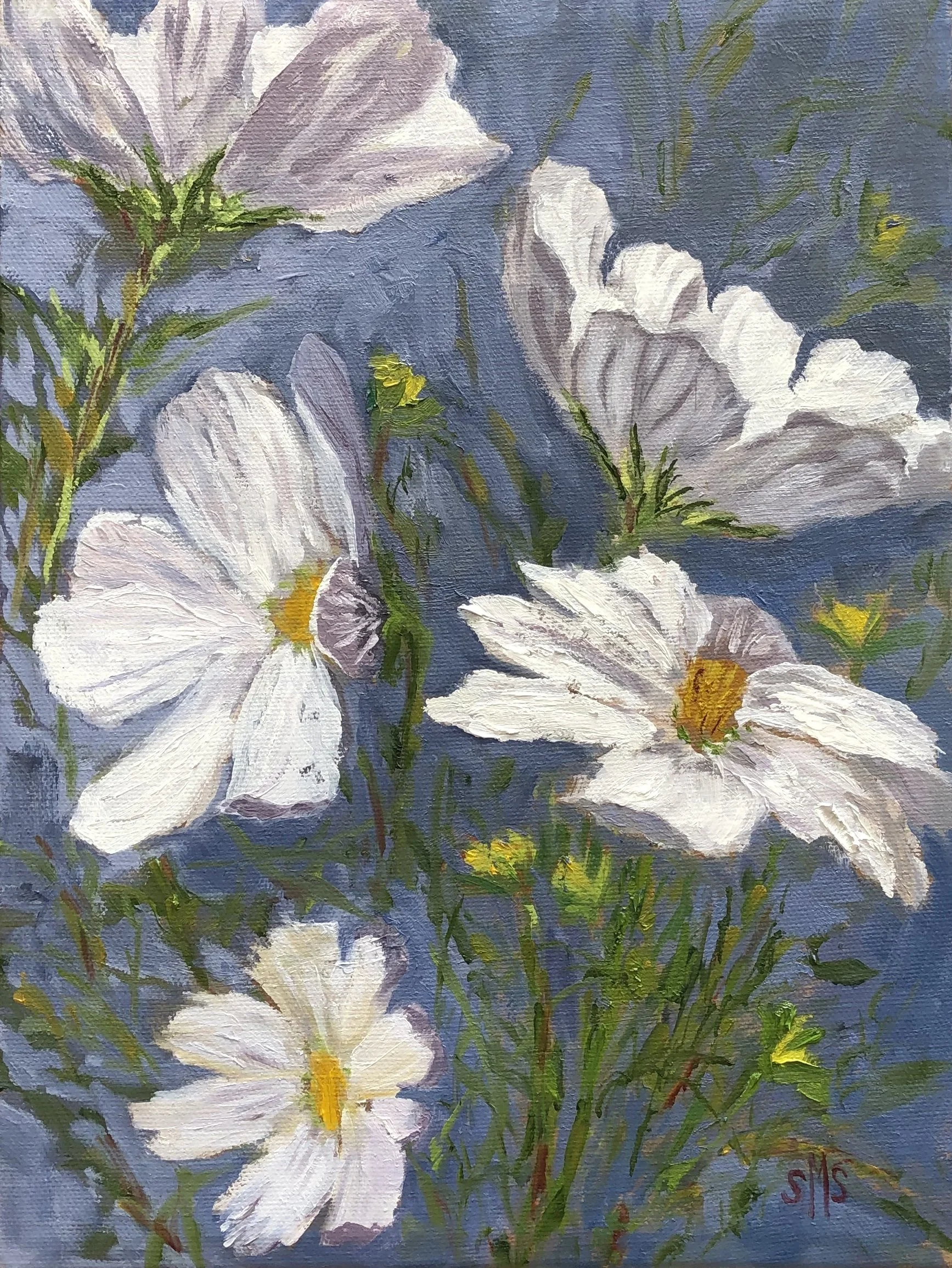 White Cosmos