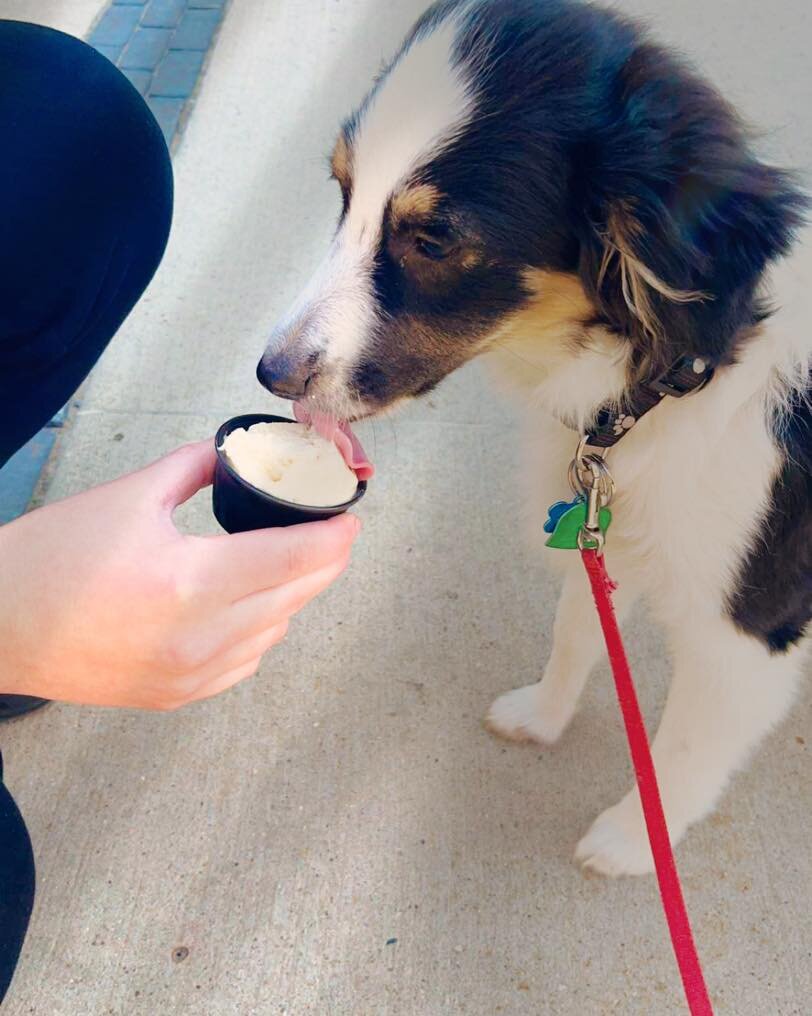 🎶 ☀️ It&rsquo;s beginning to look a lot like pup cups!

Spend this beautiful and sunny day in the Uptown Marion District, and please bring your dog.