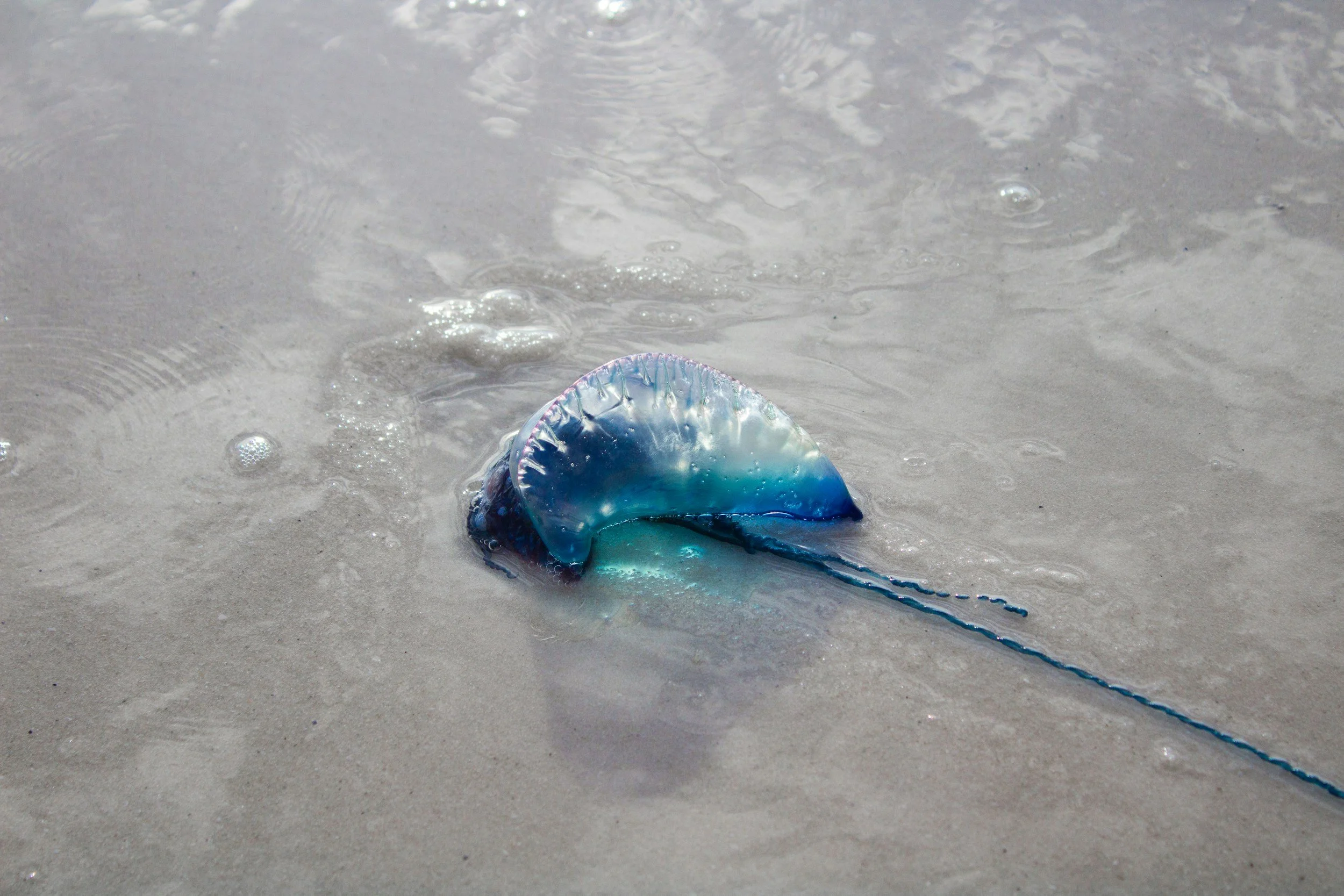 The Science Behind Sting Away Blue: A Better Approach to Portuguese Man-of-War Stings
