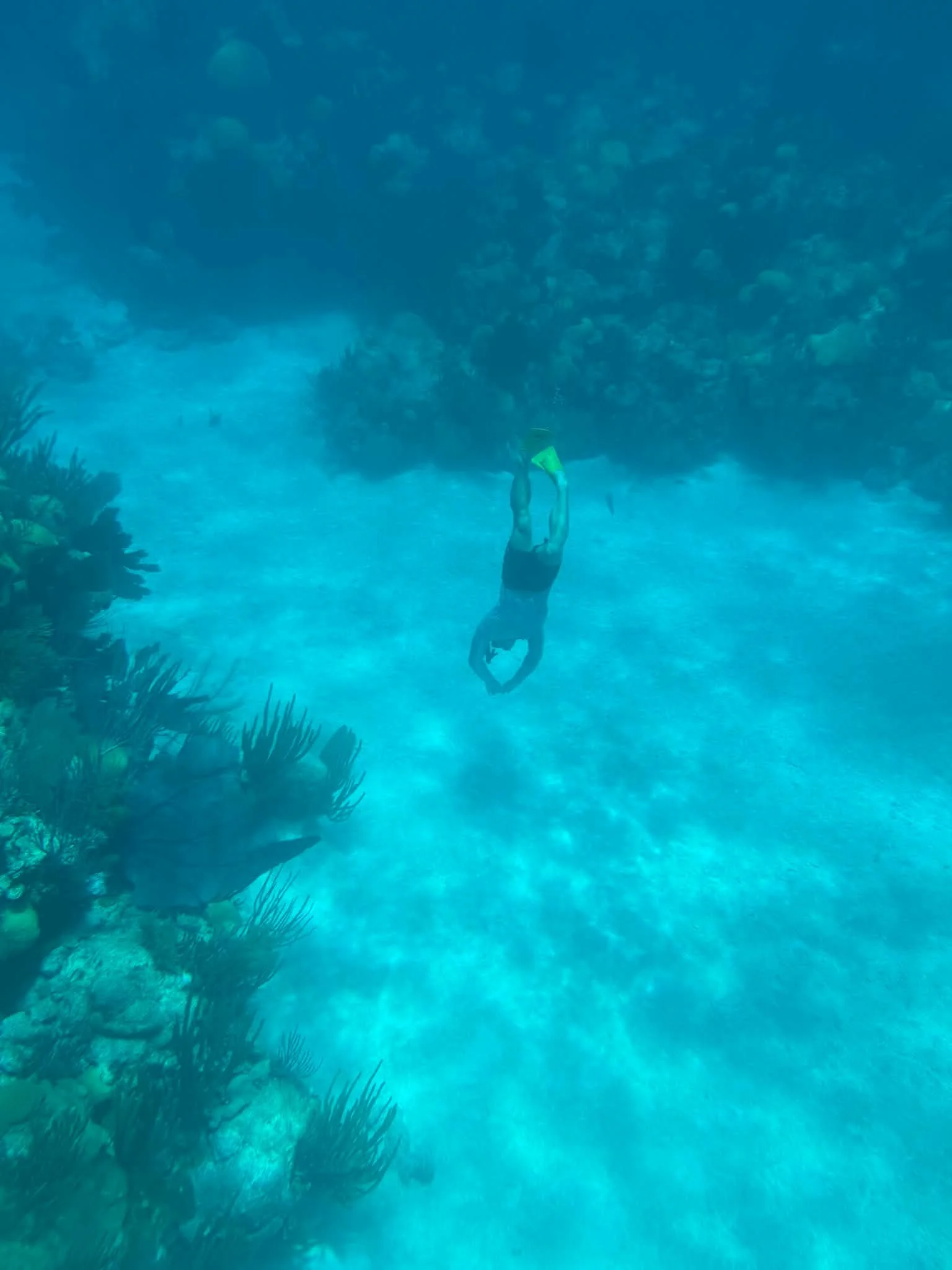 What Teaching Kids About Bermuda’s Marine Life Taught Me