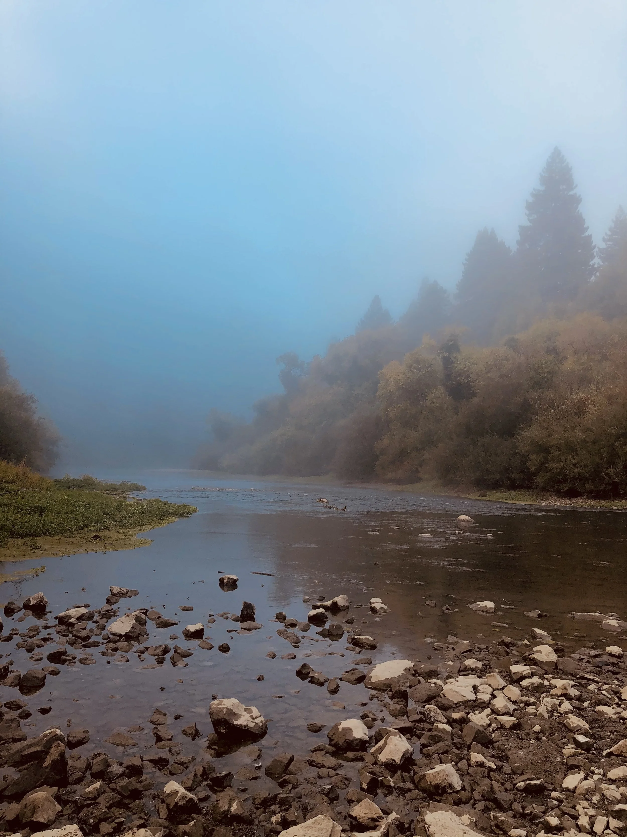 foggy trees.jpg