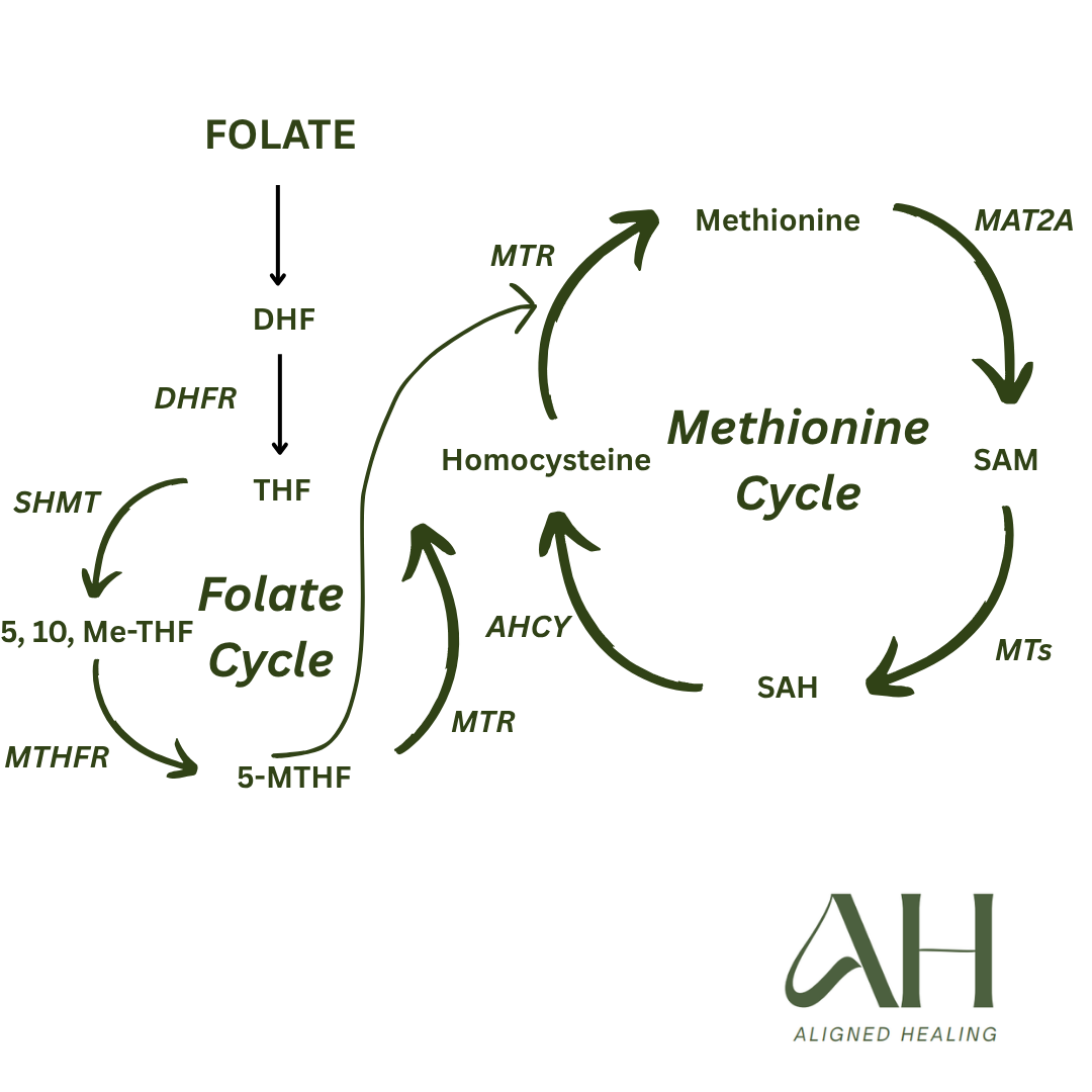 MTHFR Mutations: What They Mean &amp; How They Can Affect Your Health.