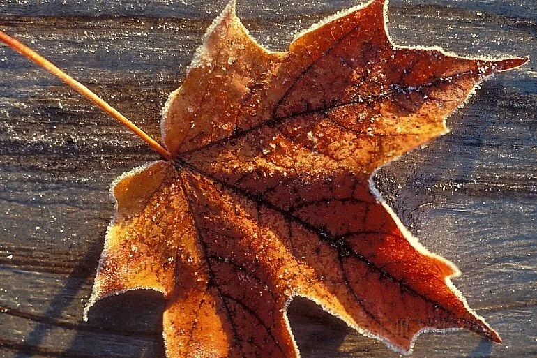 The Curator News Feed: January 16, 2015