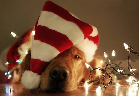 The Curator News Feed: December 19, 2014