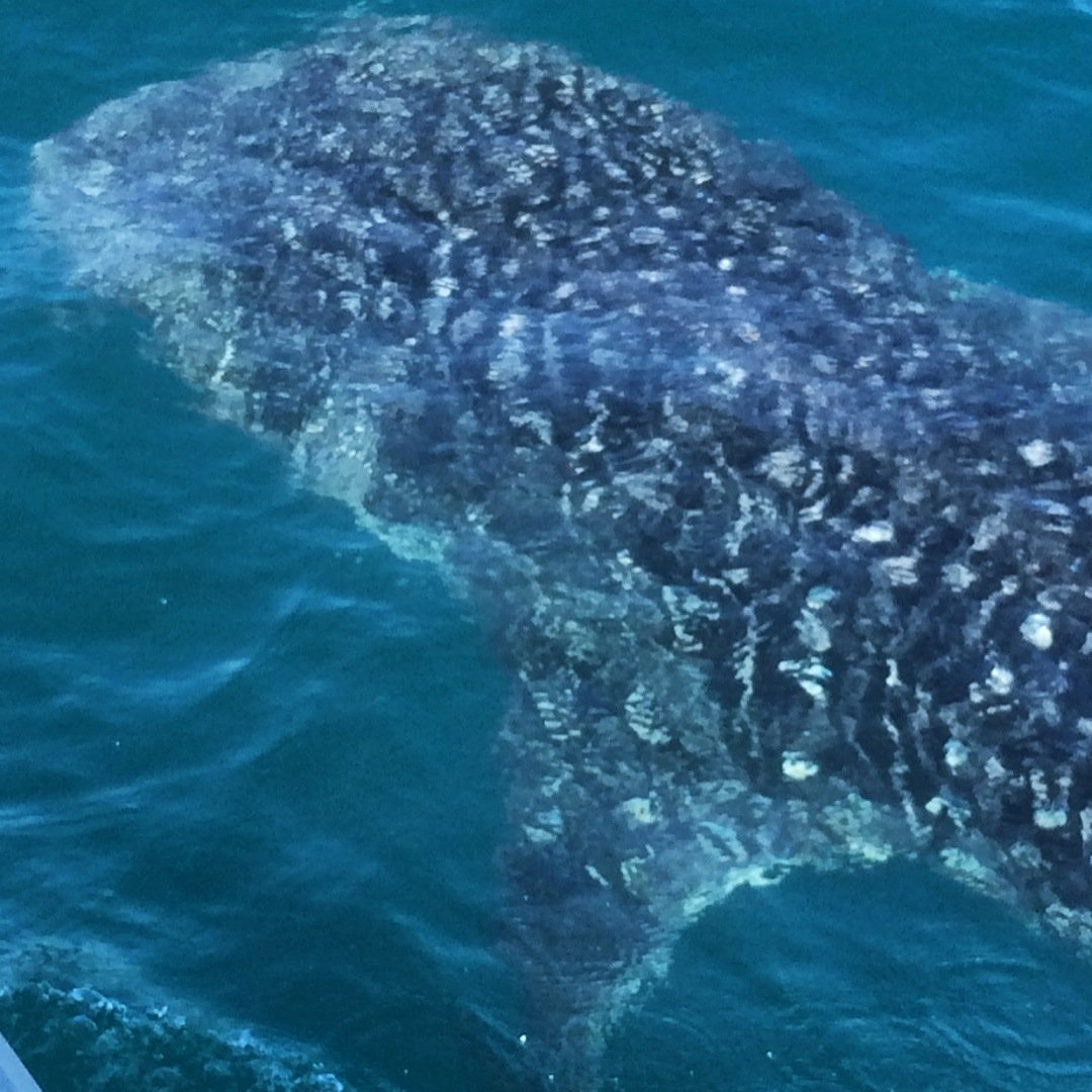 whale shark.JPG